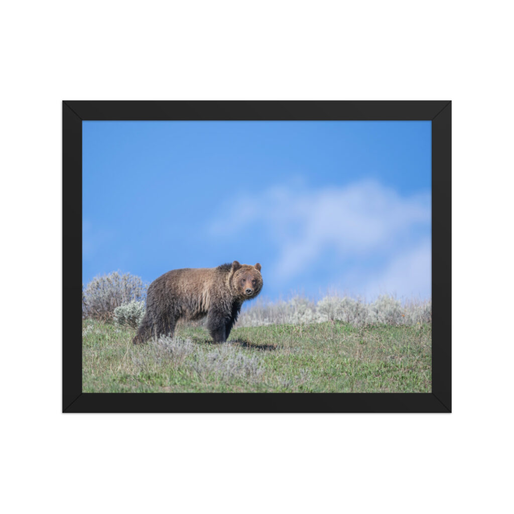 Gentle Brown Eyes in a Blue Sky! Framed photo paper poster
