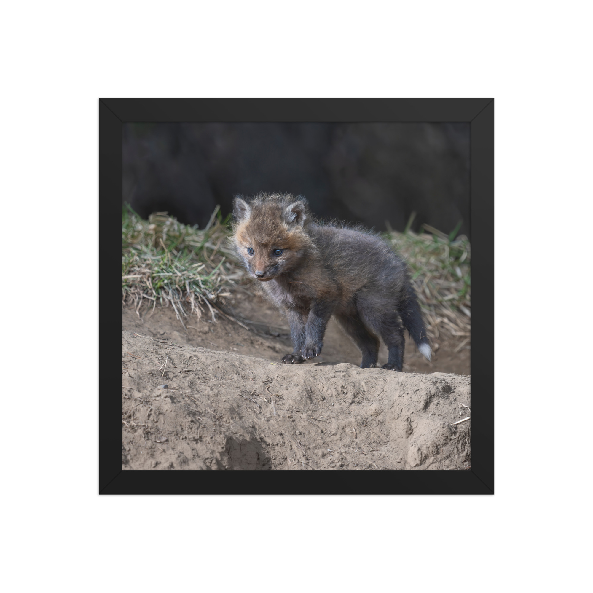Curious Fox Cub! Framed photo paper poster - Image 4