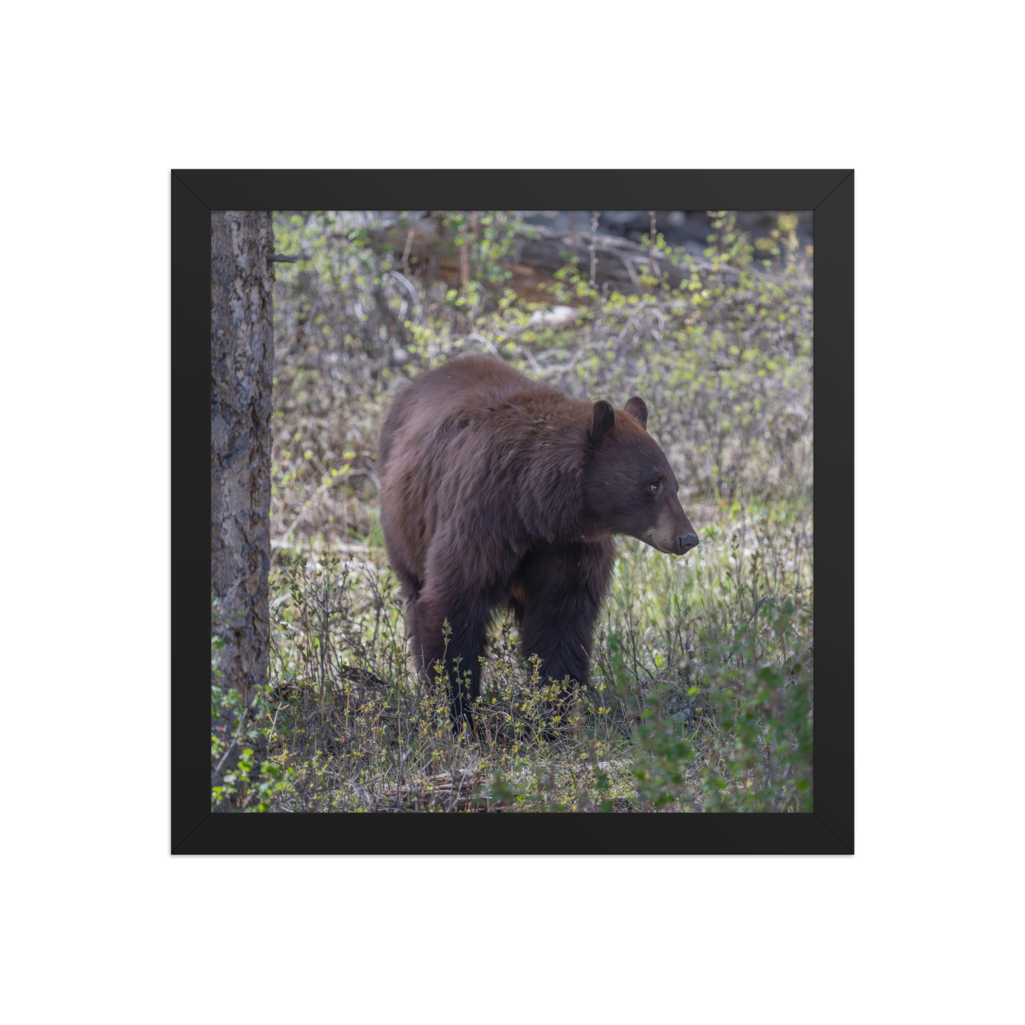 Cinnamon bear! Framed photo paper poster - Image 4