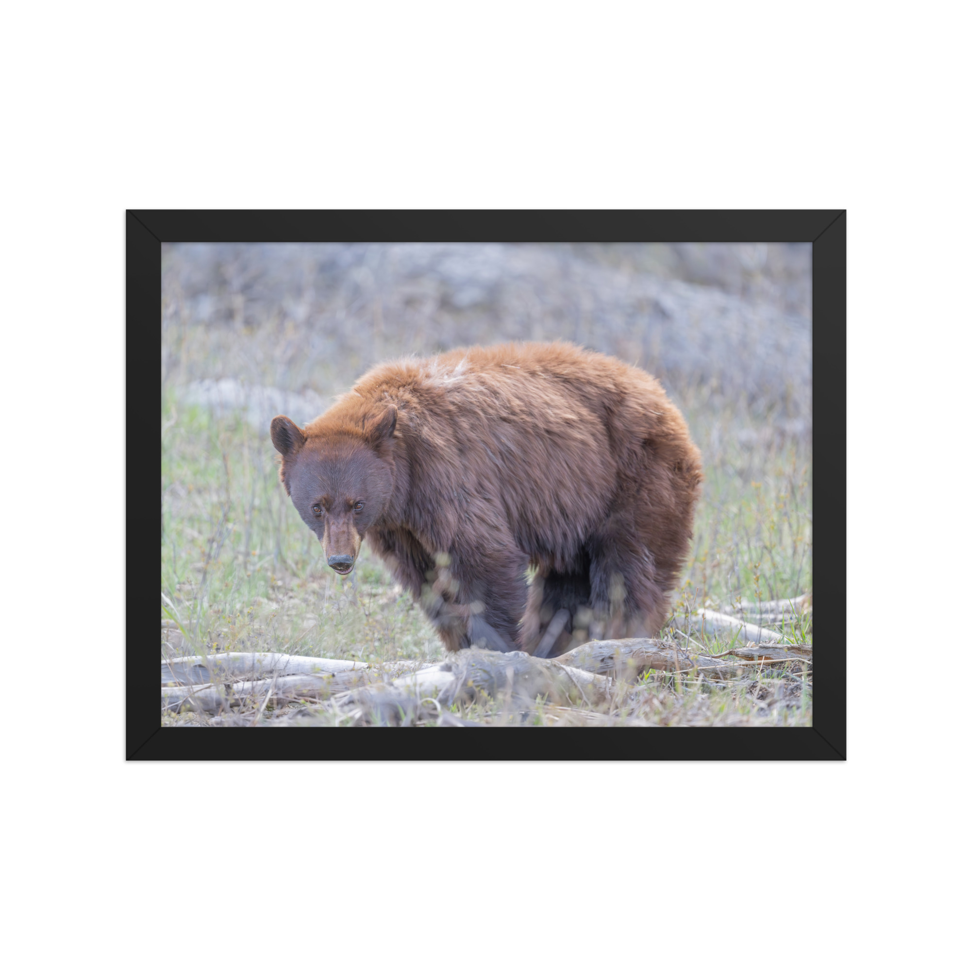 Cinnamon bear! Framed photo paper poster - Image 3