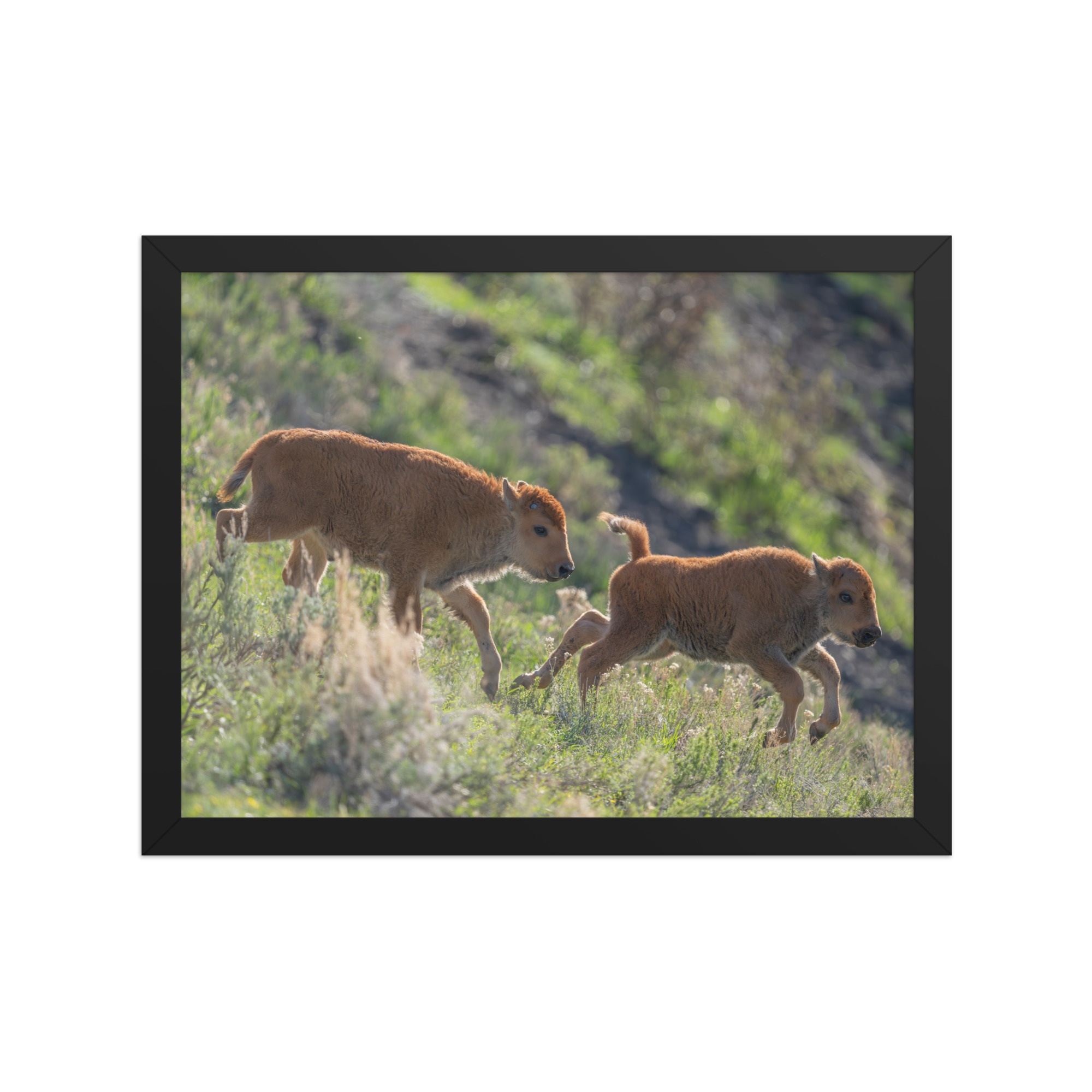 Red Dogs! Framed photo paper poster - Image 2
