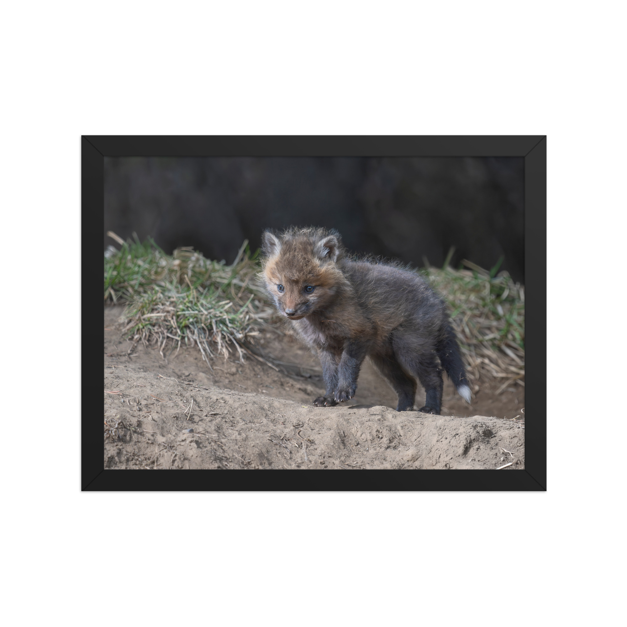 Curious Fox Cub! Framed photo paper poster - Image 5