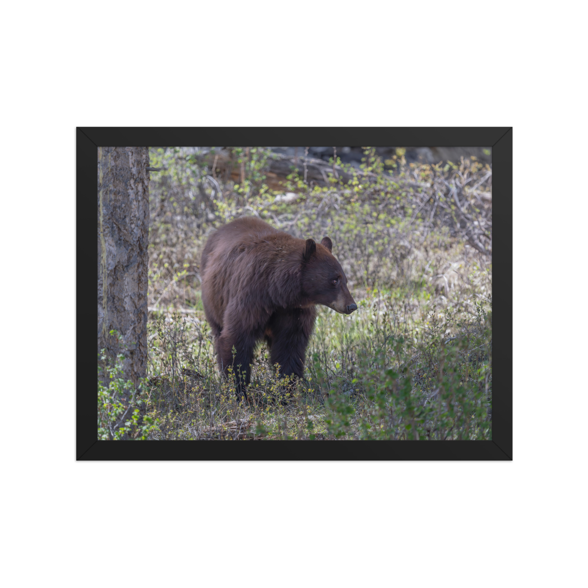 Cinnamon bear! Framed photo paper poster - Image 5