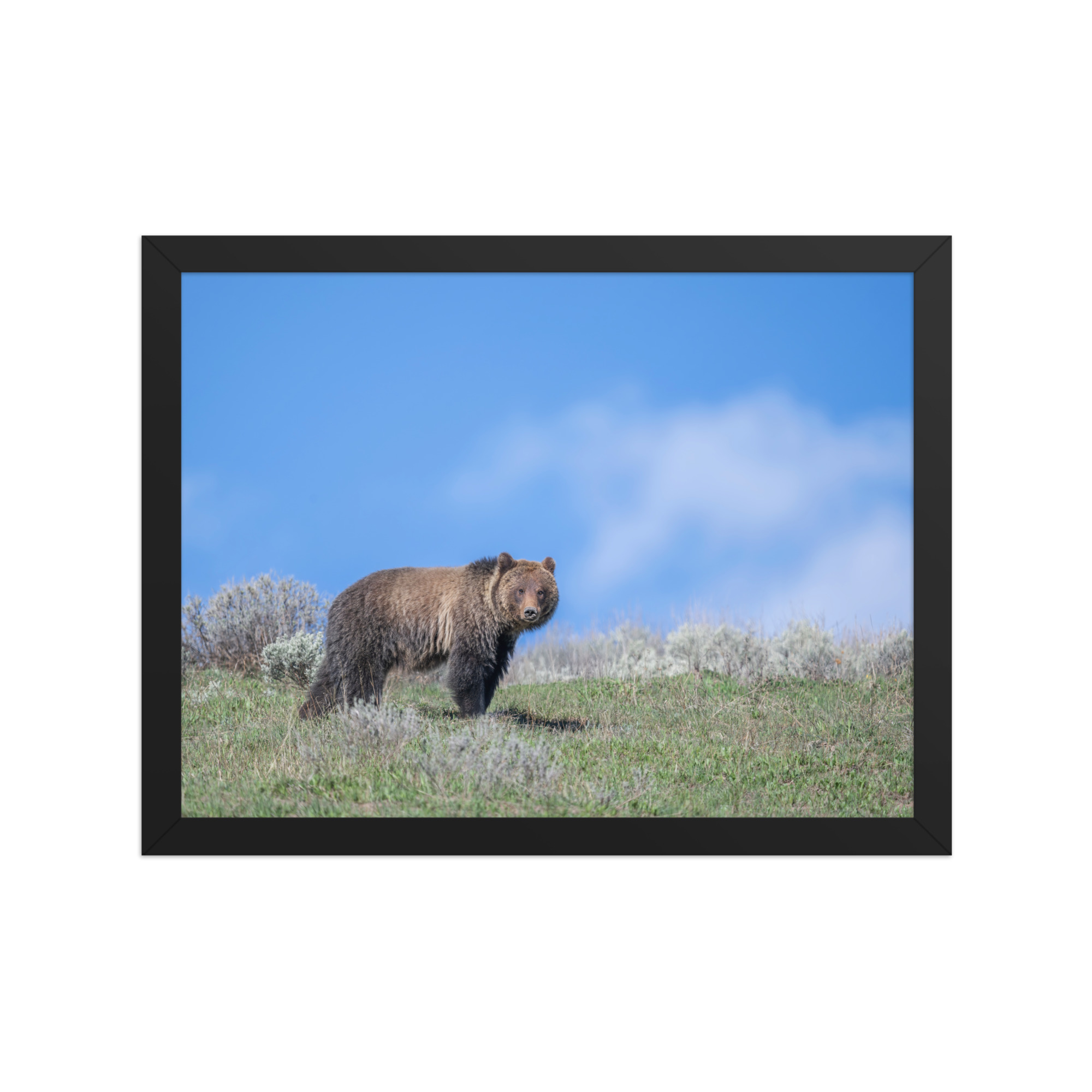 Gentle Brown Eyes in a Blue Sky! Framed photo paper poster - Image 5