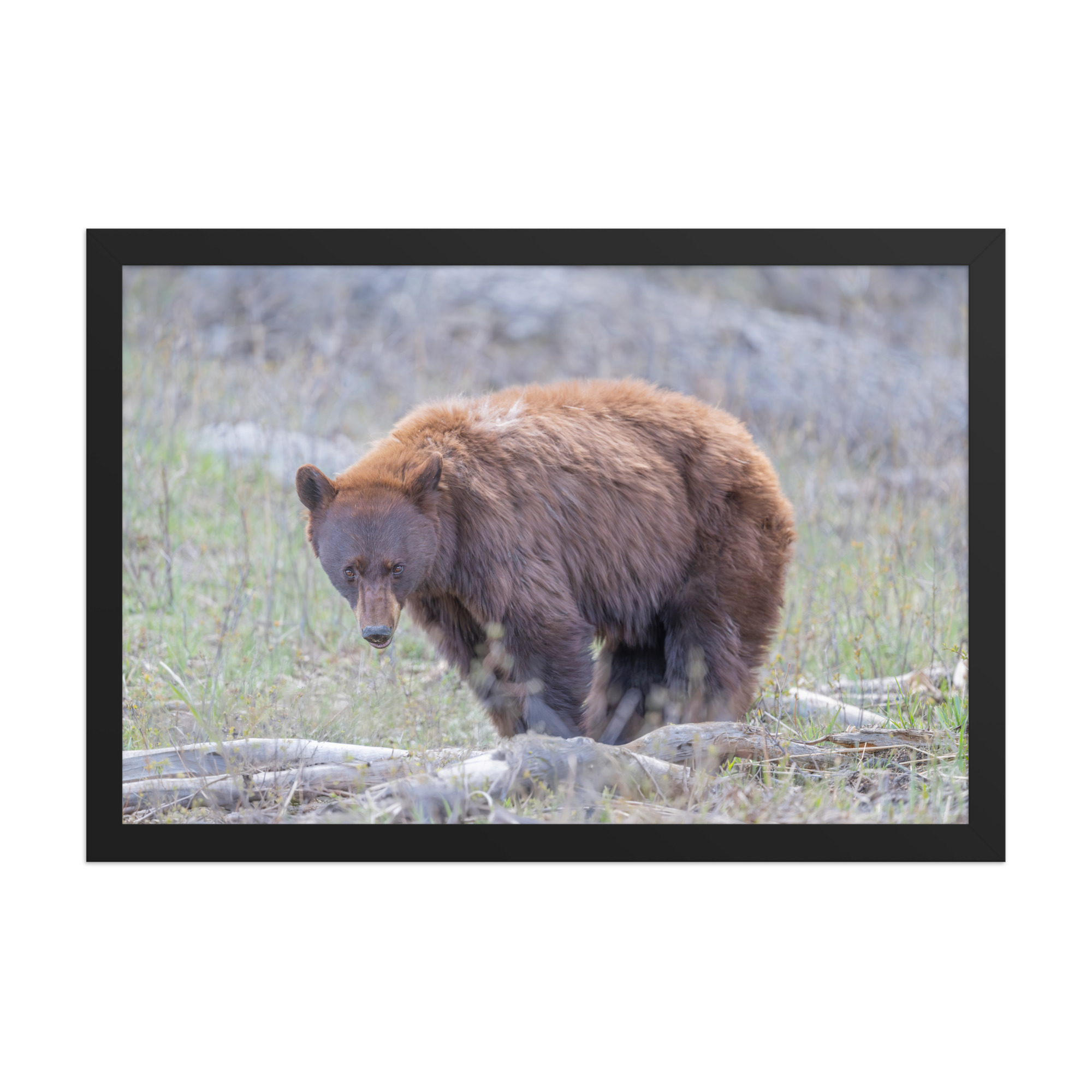 Cinnamon bear! Framed photo paper poster - Image 4
