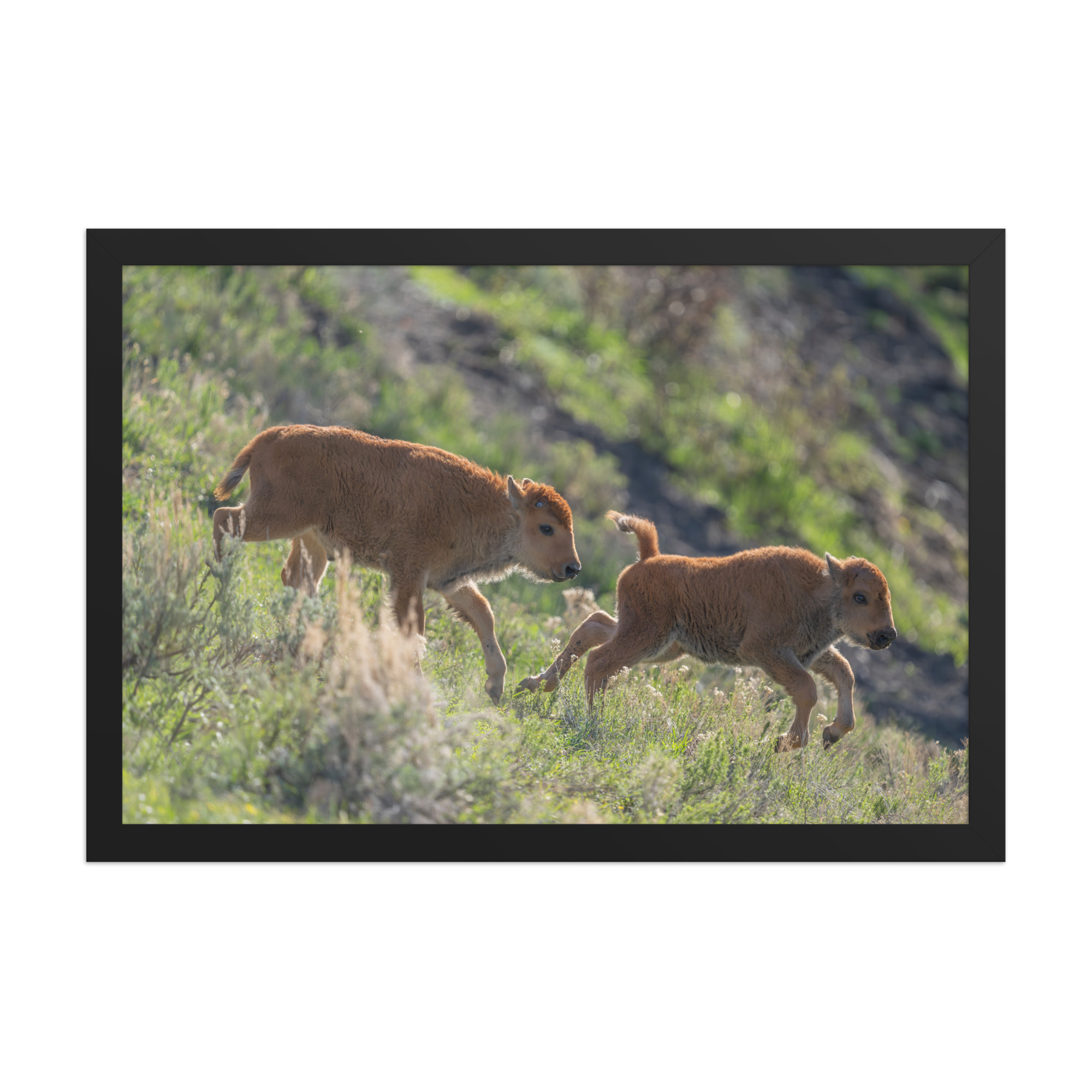 Red Dogs! Framed photo paper poster - Image 3