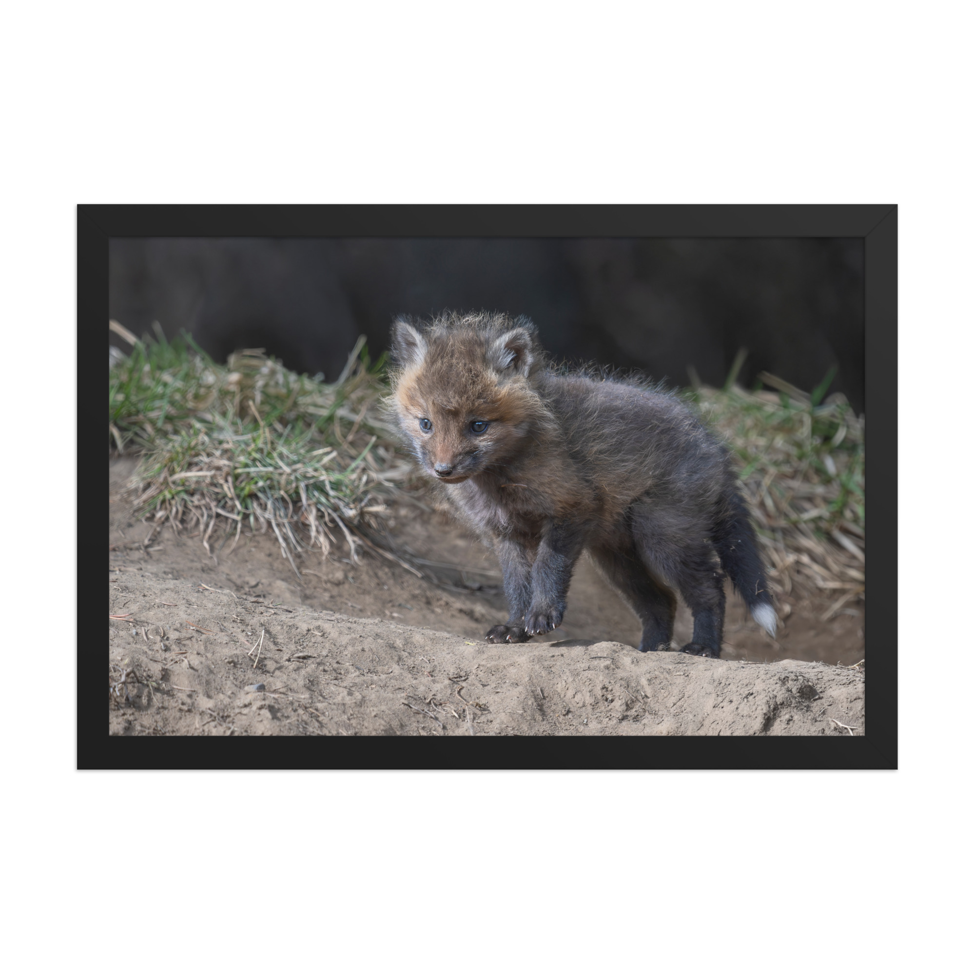 Curious Fox Cub! Framed photo paper poster - Image 6