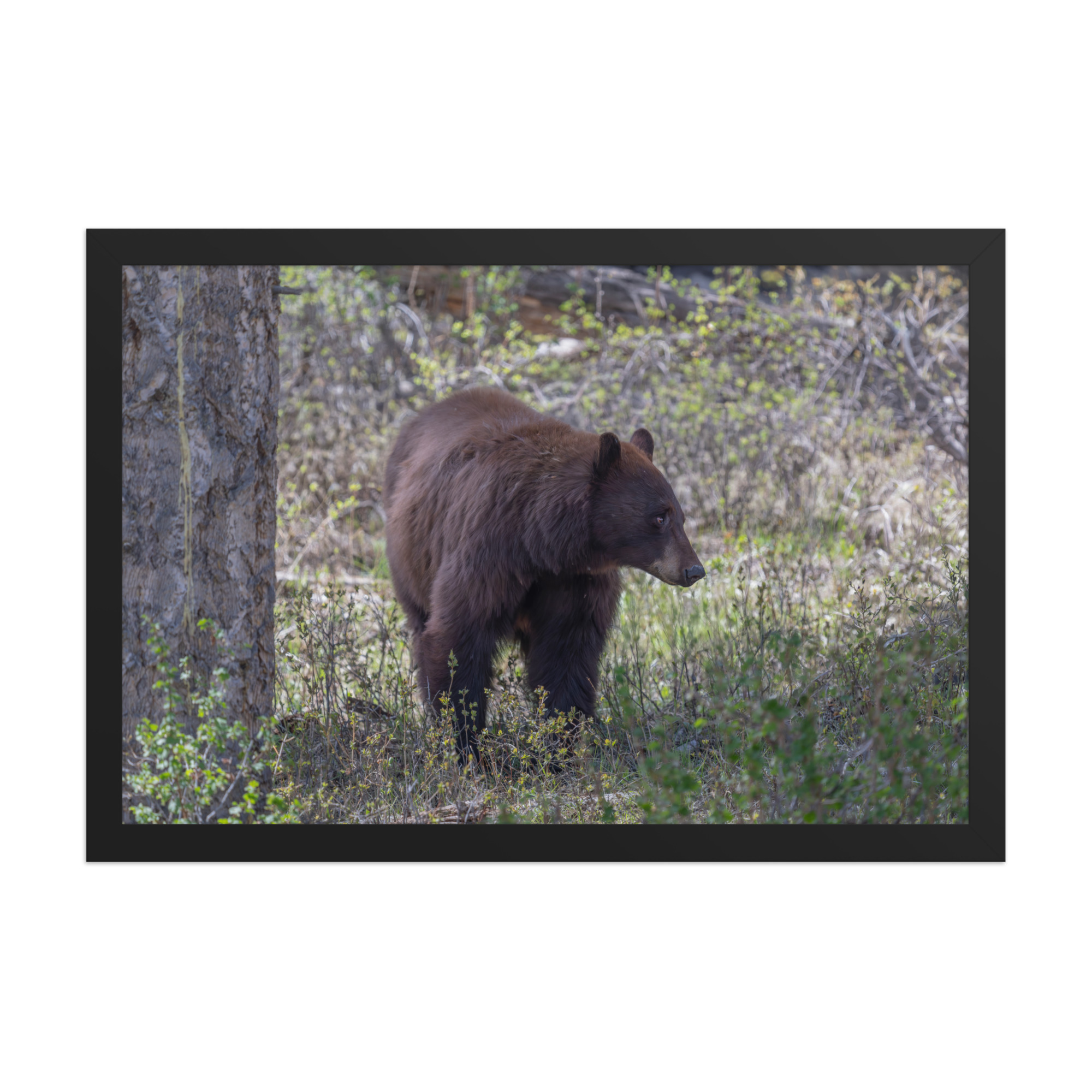 Cinnamon bear! Framed photo paper poster - Image 6