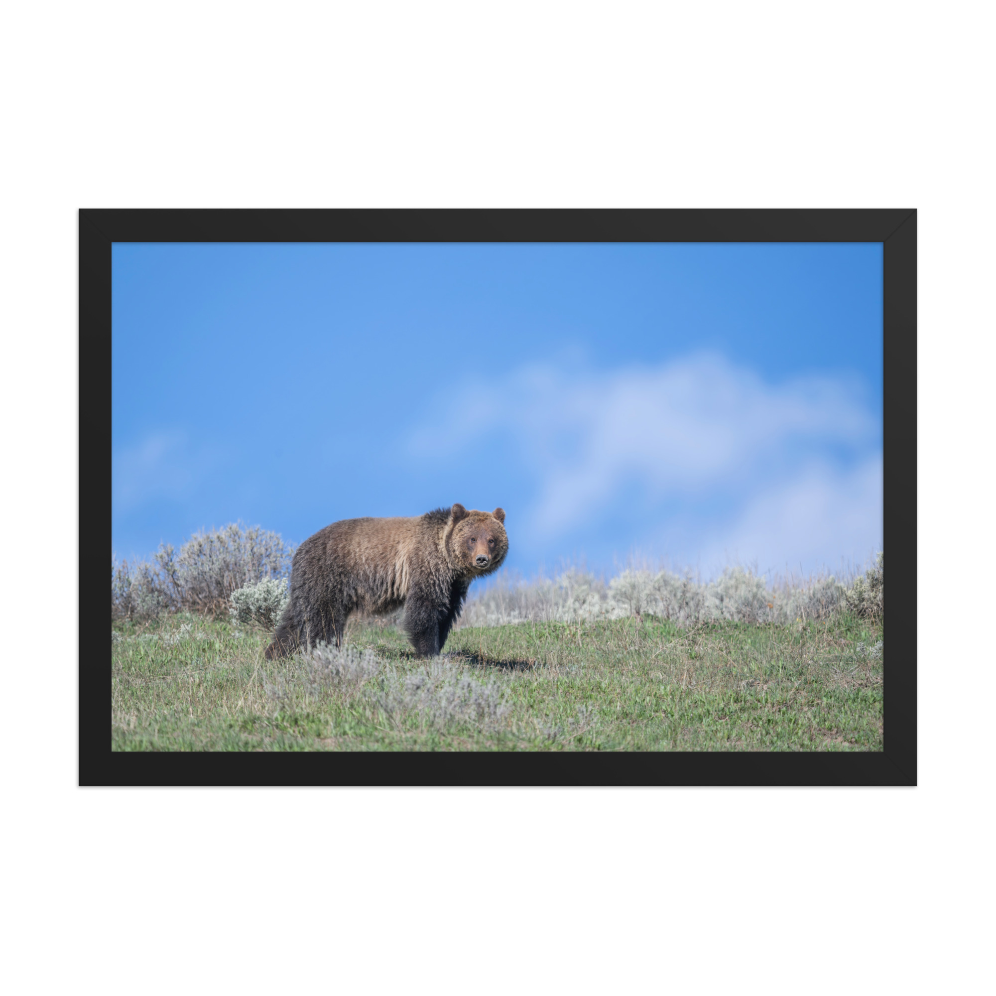 Gentle Brown Eyes in a Blue Sky! Framed photo paper poster - Image 6