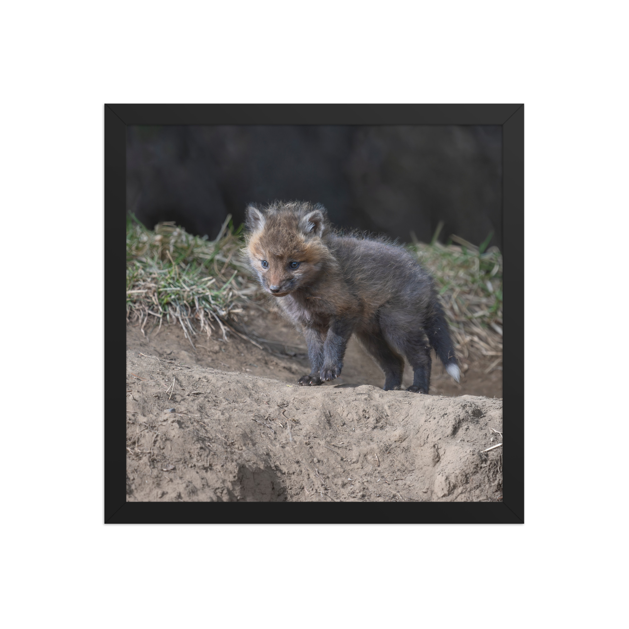 Curious Fox Cub! Framed photo paper poster - Image 7