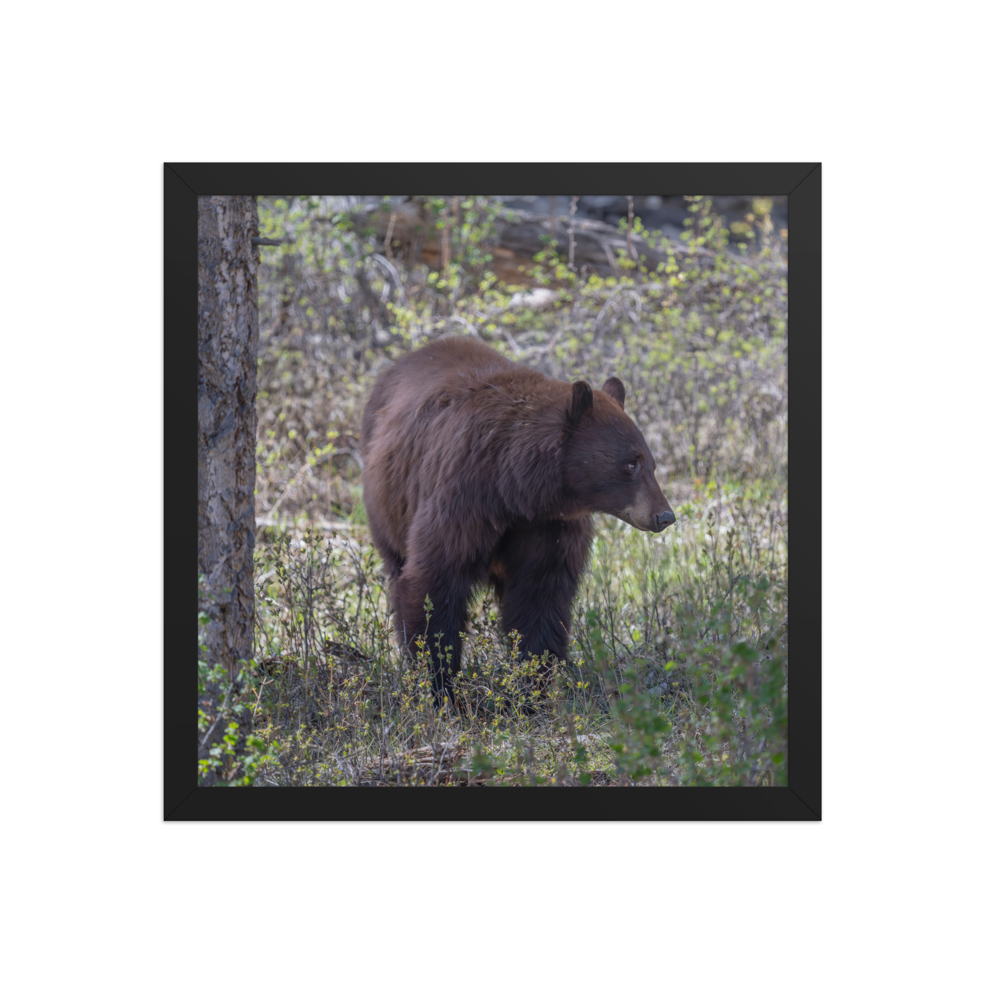 Cinnamon bear! Framed photo paper poster - Image 7