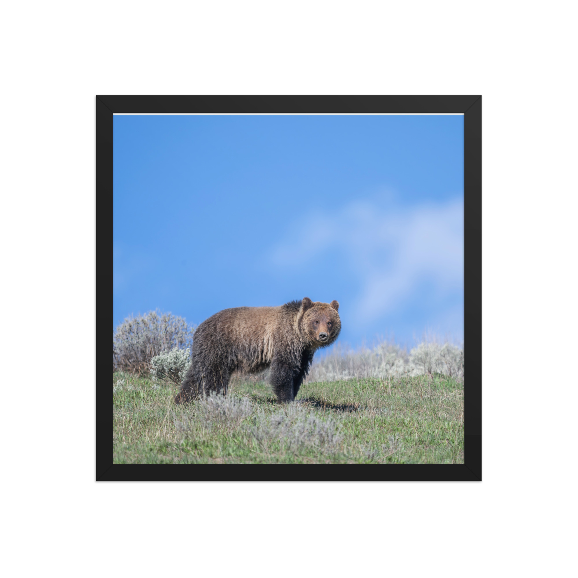 Gentle Brown Eyes in a Blue Sky! Framed photo paper poster - Image 8