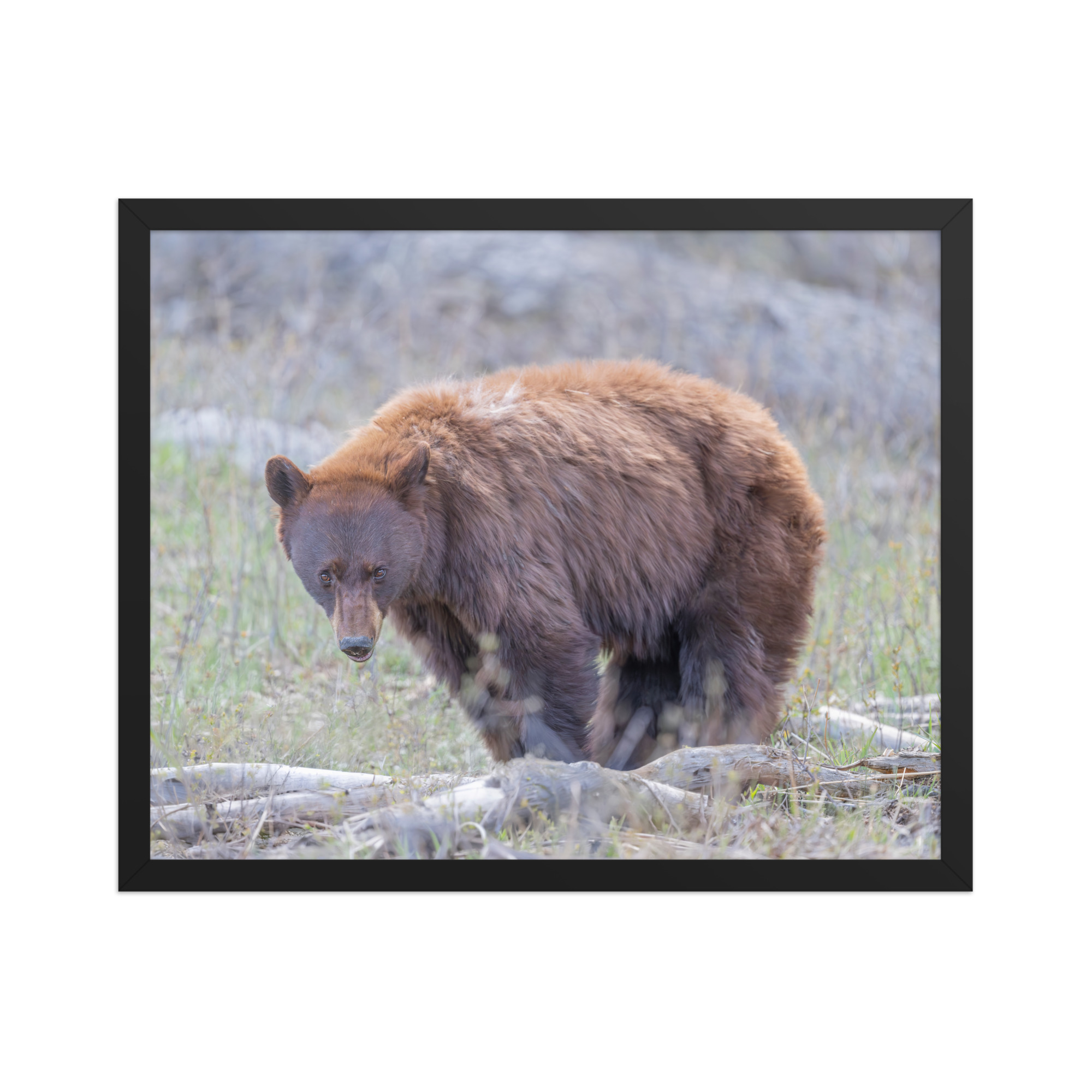 Cinnamon bear! Framed photo paper poster - Image 5