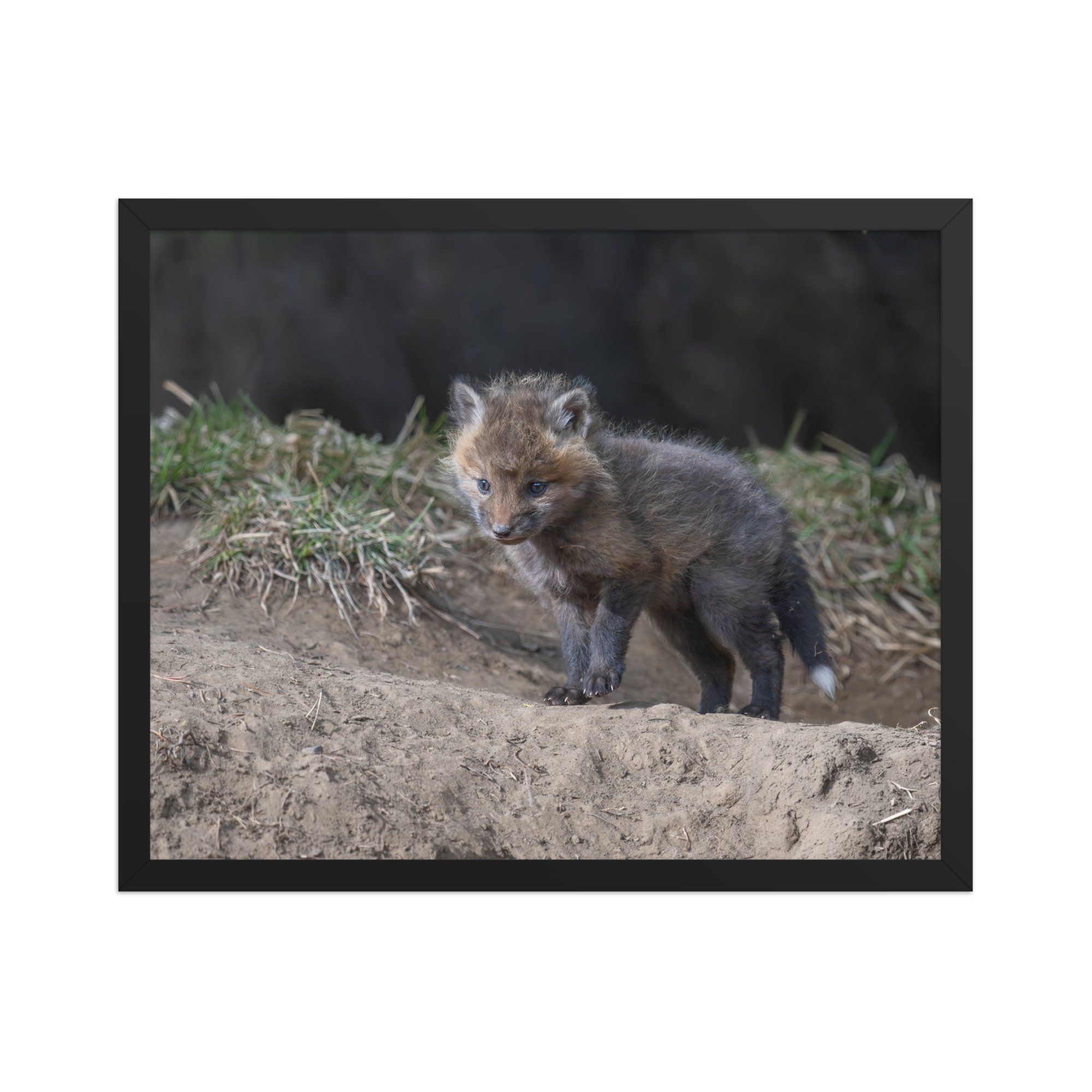 Curious Fox Cub! Framed photo paper poster - Image 9