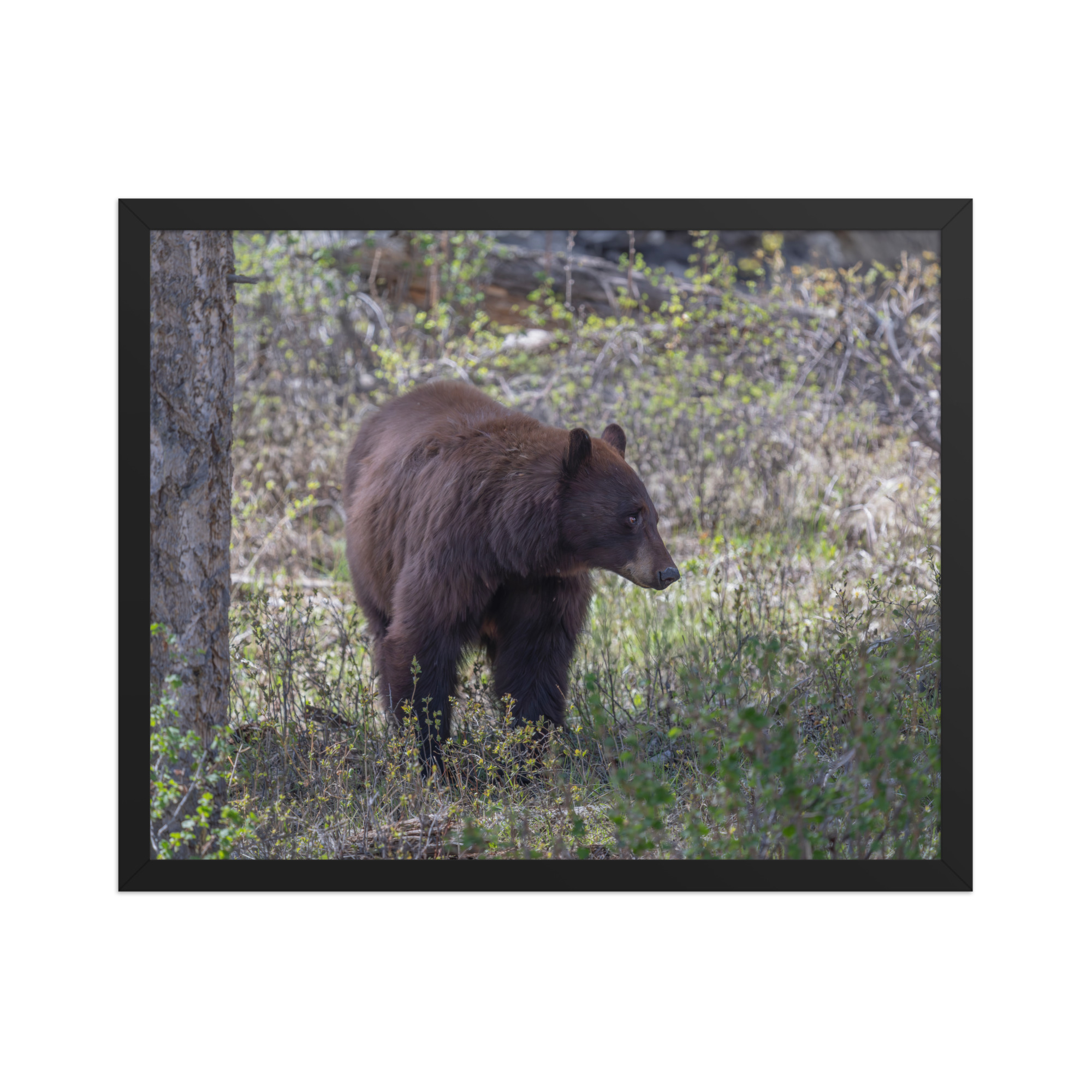 Cinnamon bear! Framed photo paper poster - Image 9