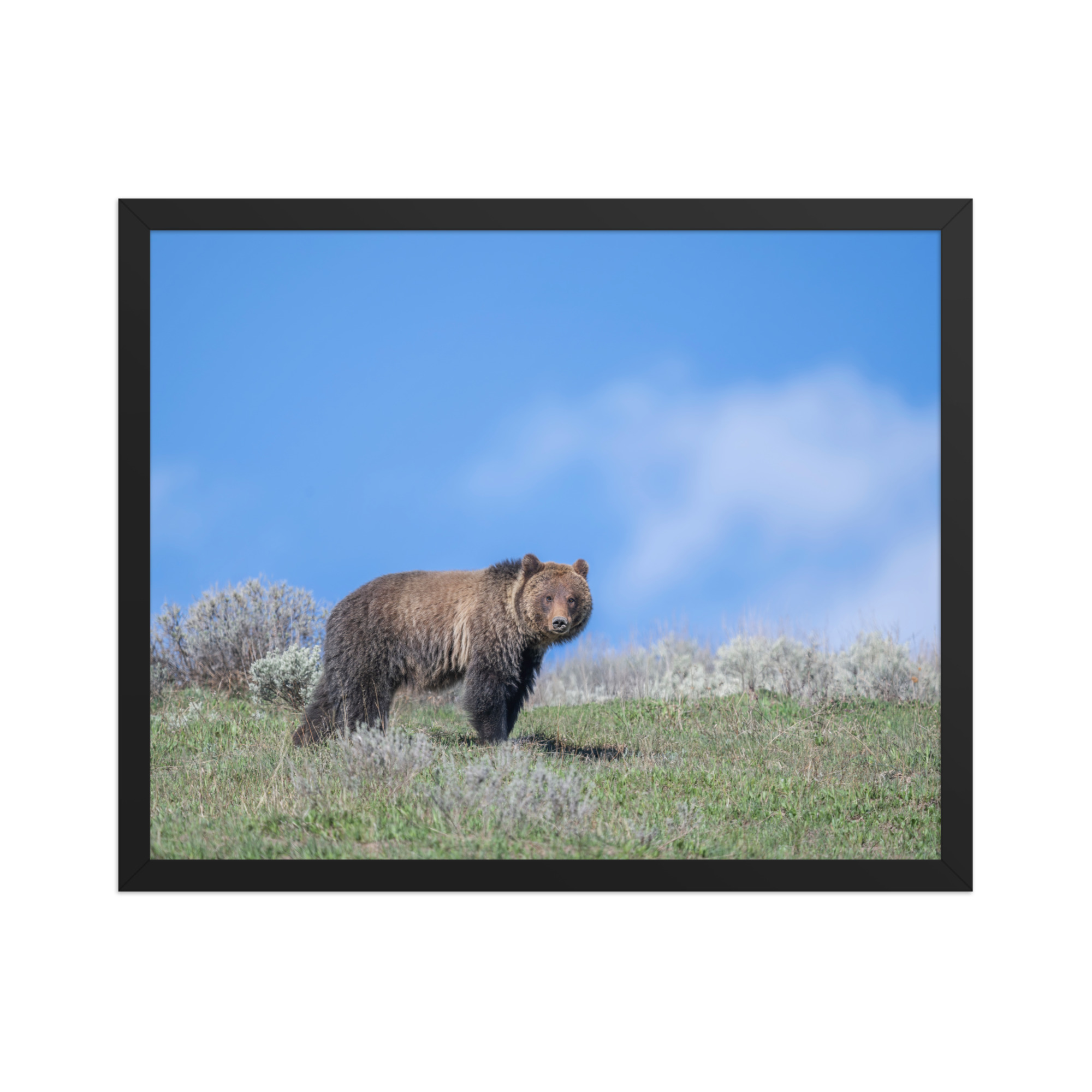 Gentle Brown Eyes in a Blue Sky! Framed photo paper poster - Image 9