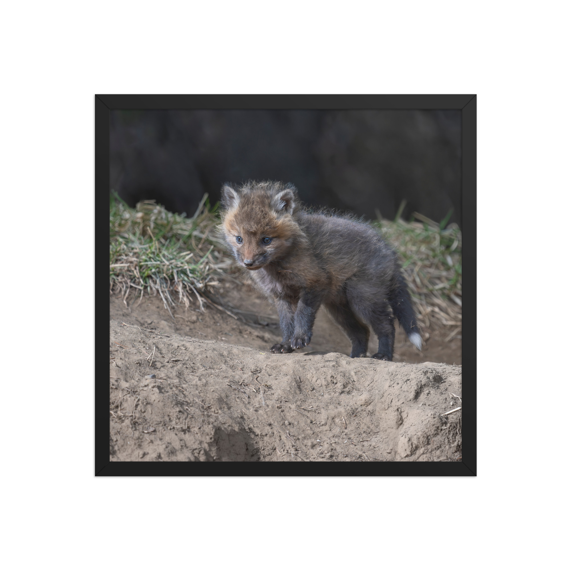 Curious Fox Cub! Framed photo paper poster - Image 10