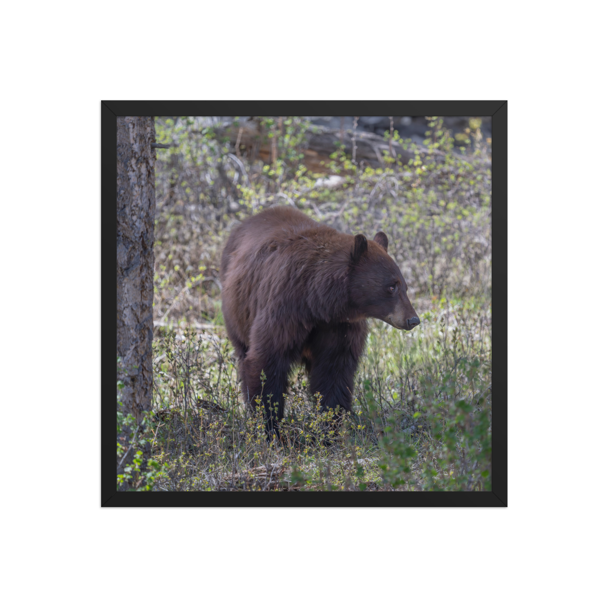 Cinnamon bear! Framed photo paper poster - Image 10