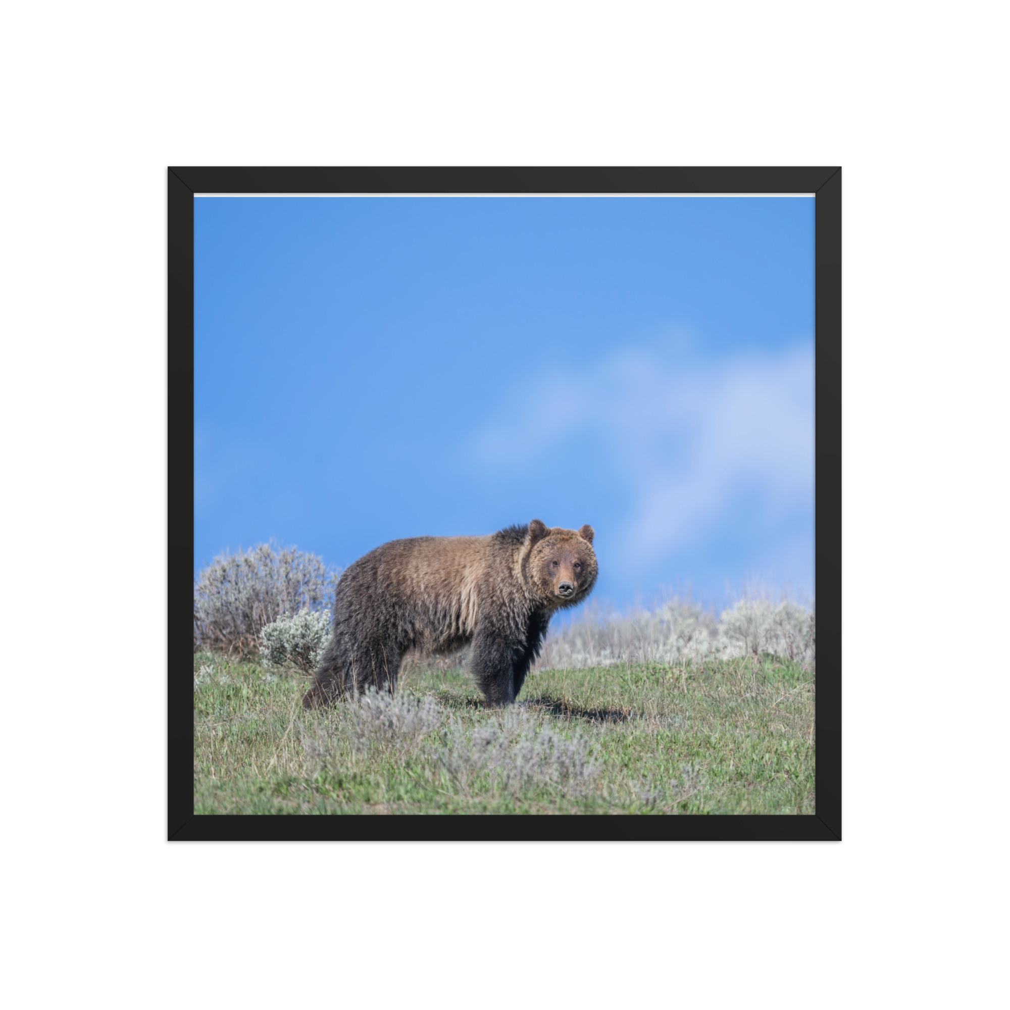 Gentle Brown Eyes in a Blue Sky! Framed photo paper poster - Image 10