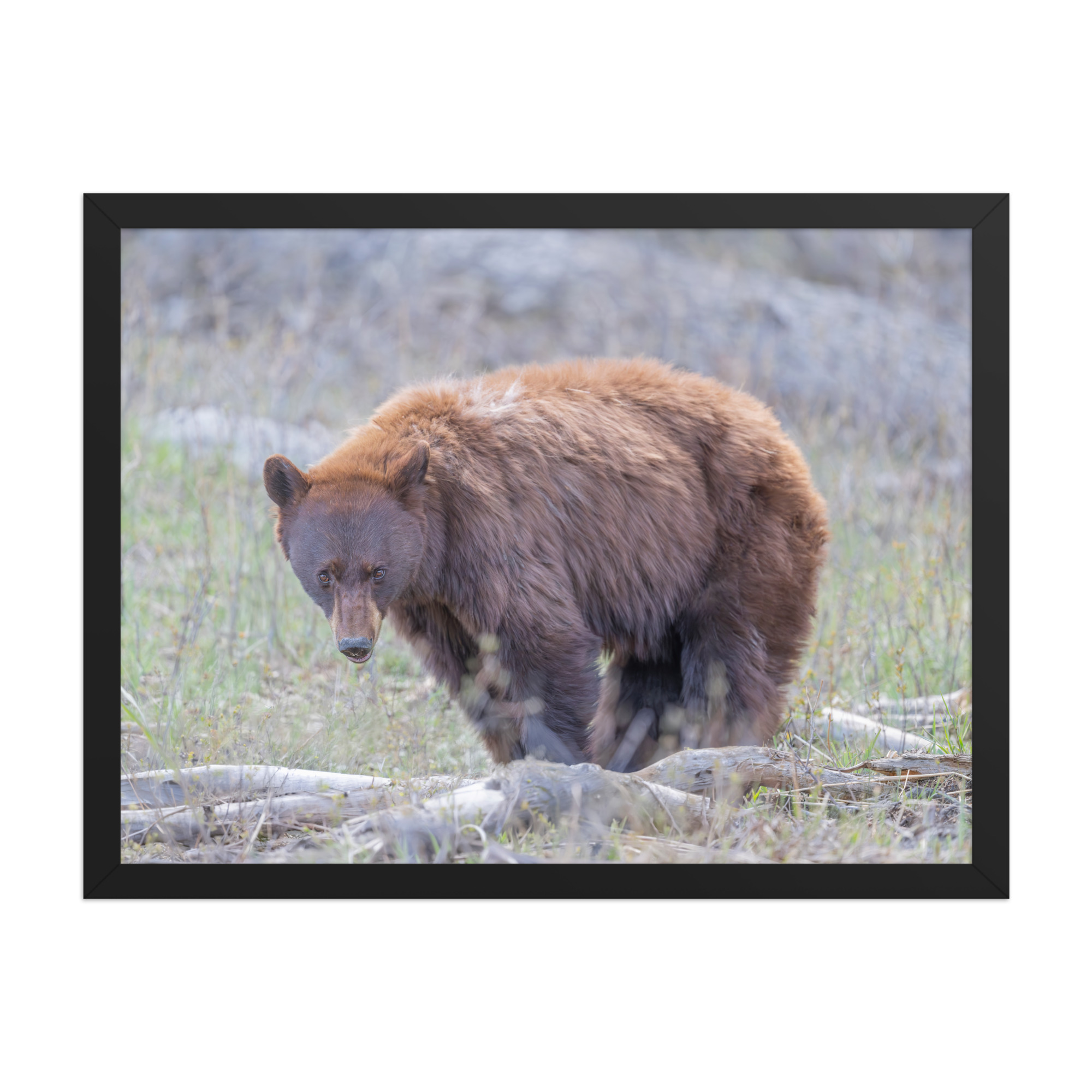 Cinnamon bear! Framed photo paper poster - Image 6
