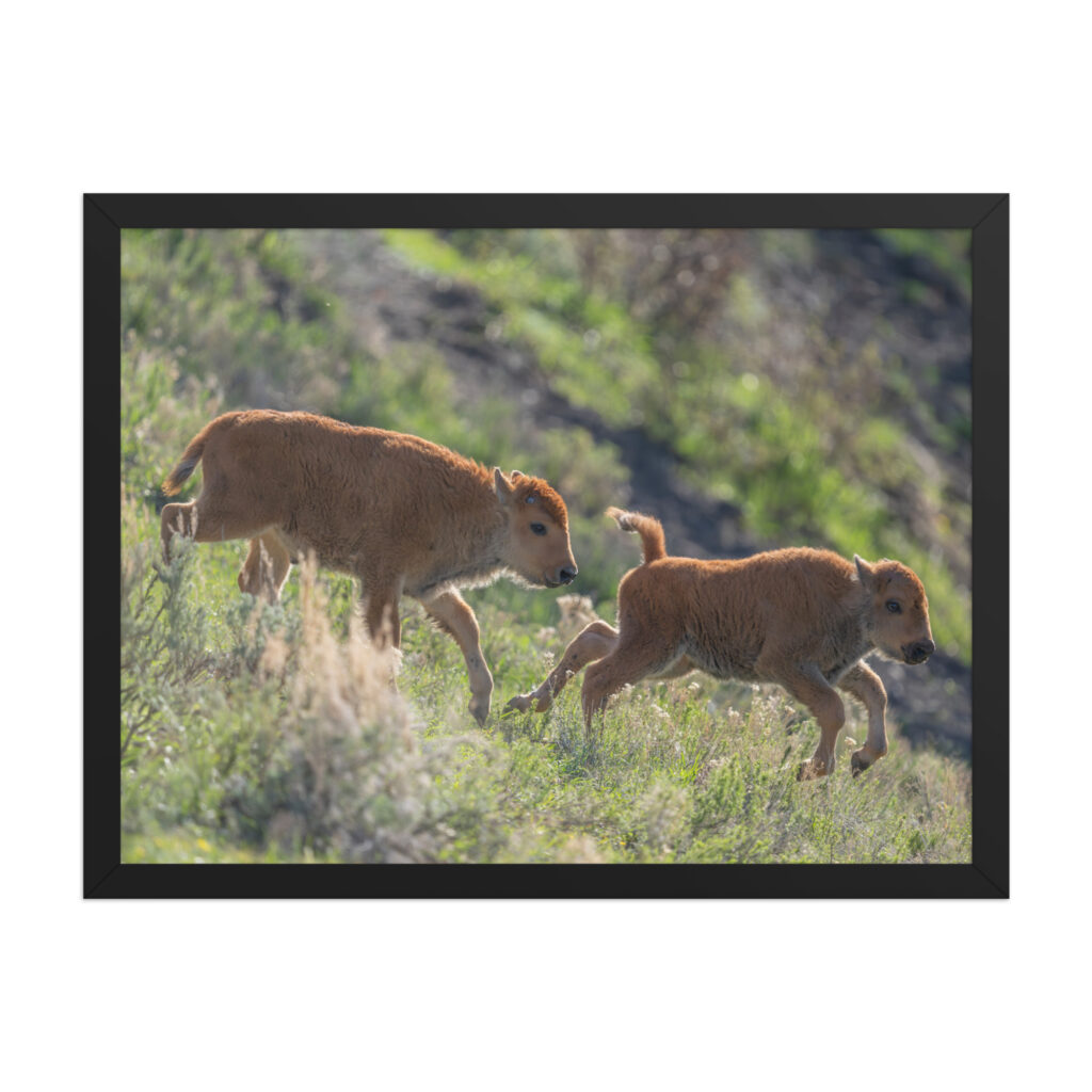 Red Dogs! Framed photo paper poster