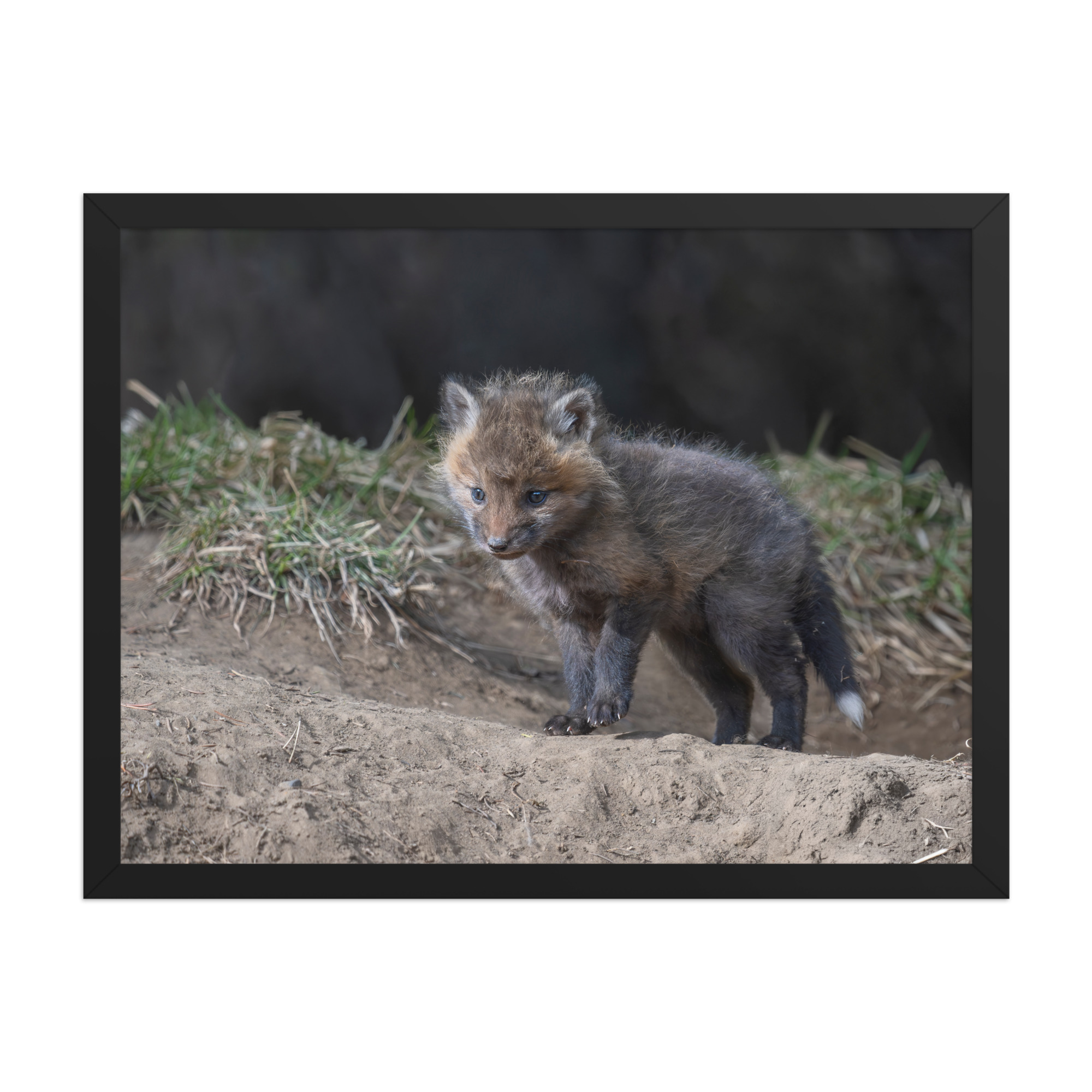 Curious Fox Cub! Framed photo paper poster - Image 11
