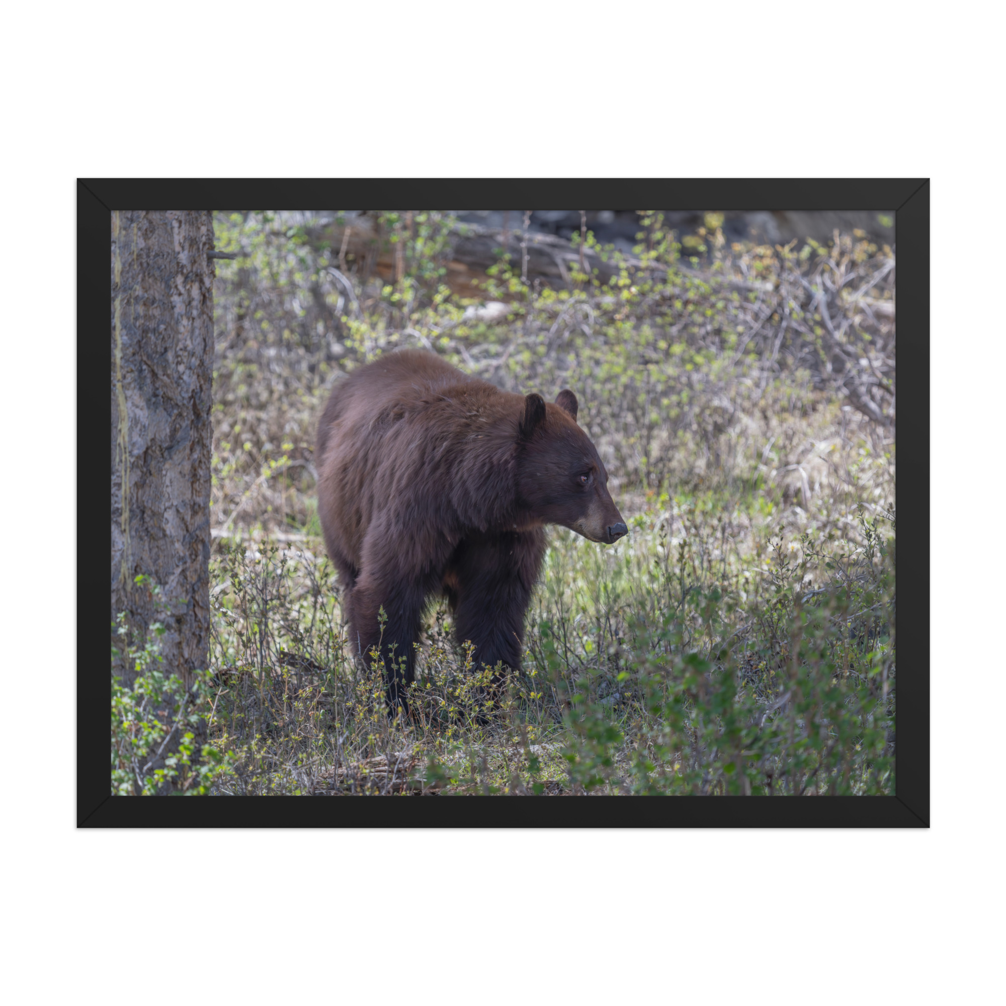 Cinnamon bear! Framed photo paper poster - Image 11