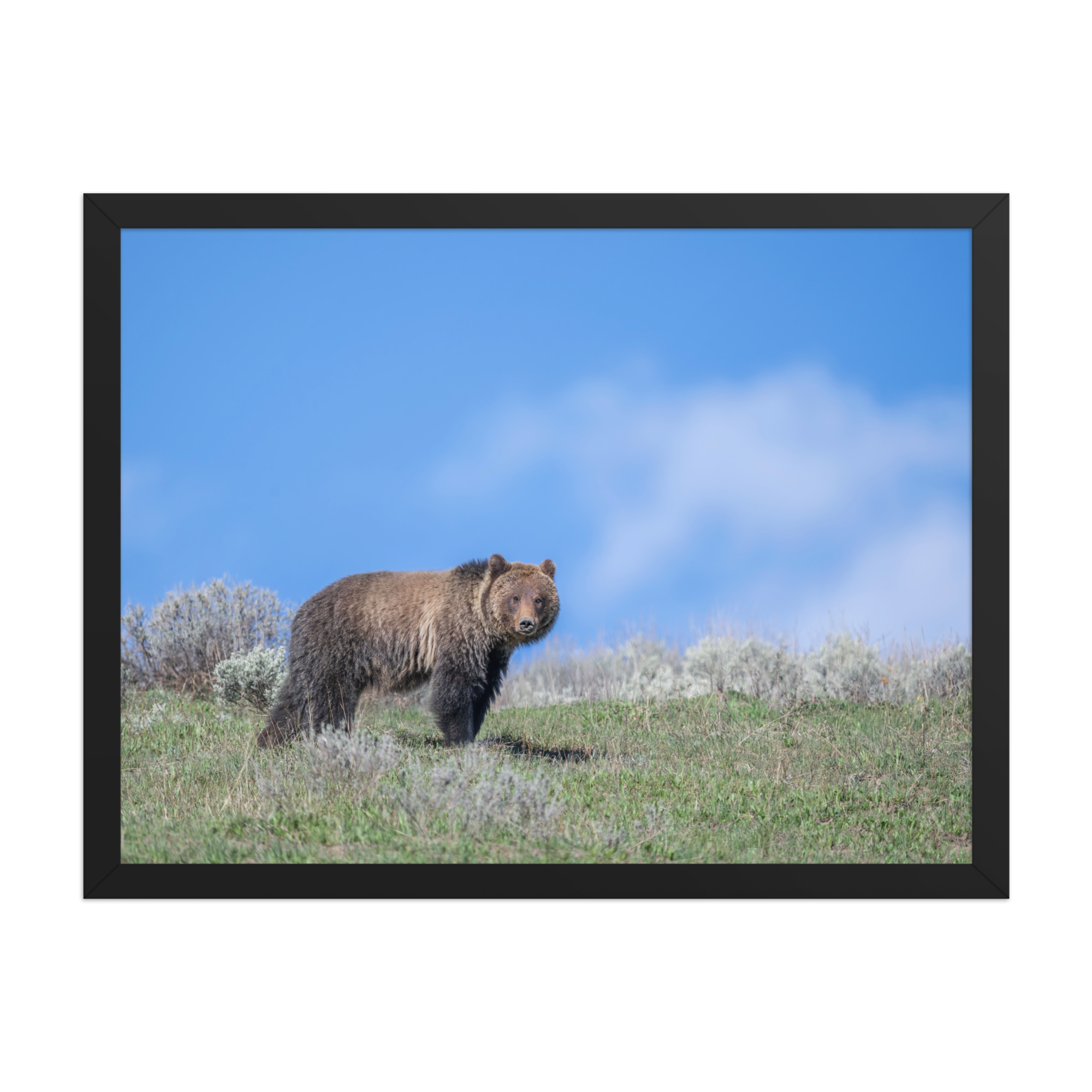 Gentle Brown Eyes in a Blue Sky! Framed photo paper poster - Image 11