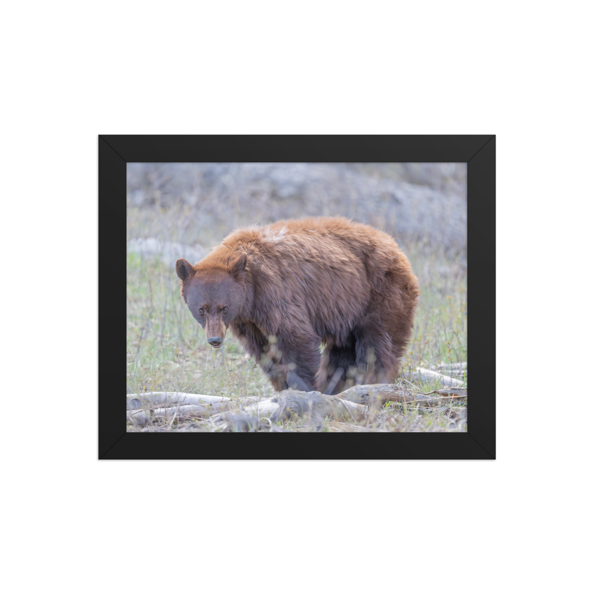 Cinnamon bear! Framed photo paper poster - Image 2