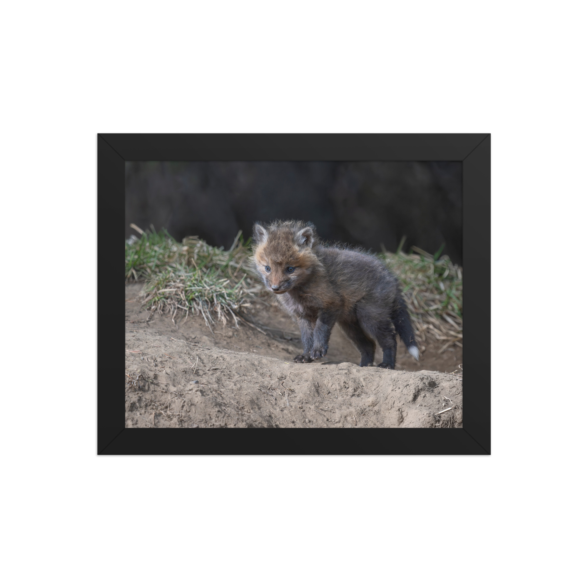 Curious Fox Cub! Framed photo paper poster - Image 2
