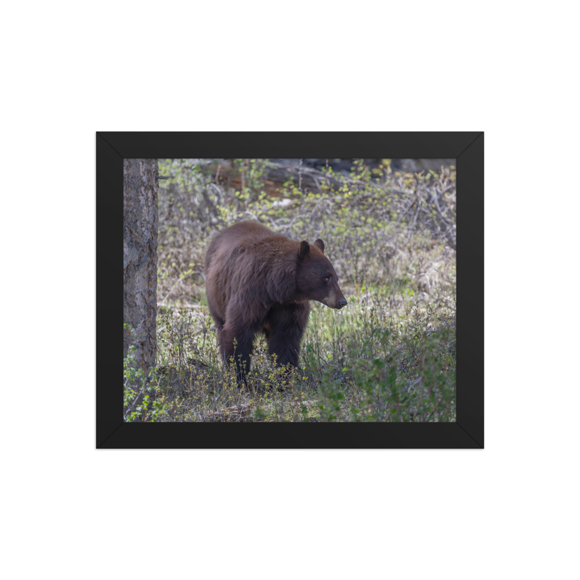 Cinnamon bear! Framed photo paper poster - Image 2