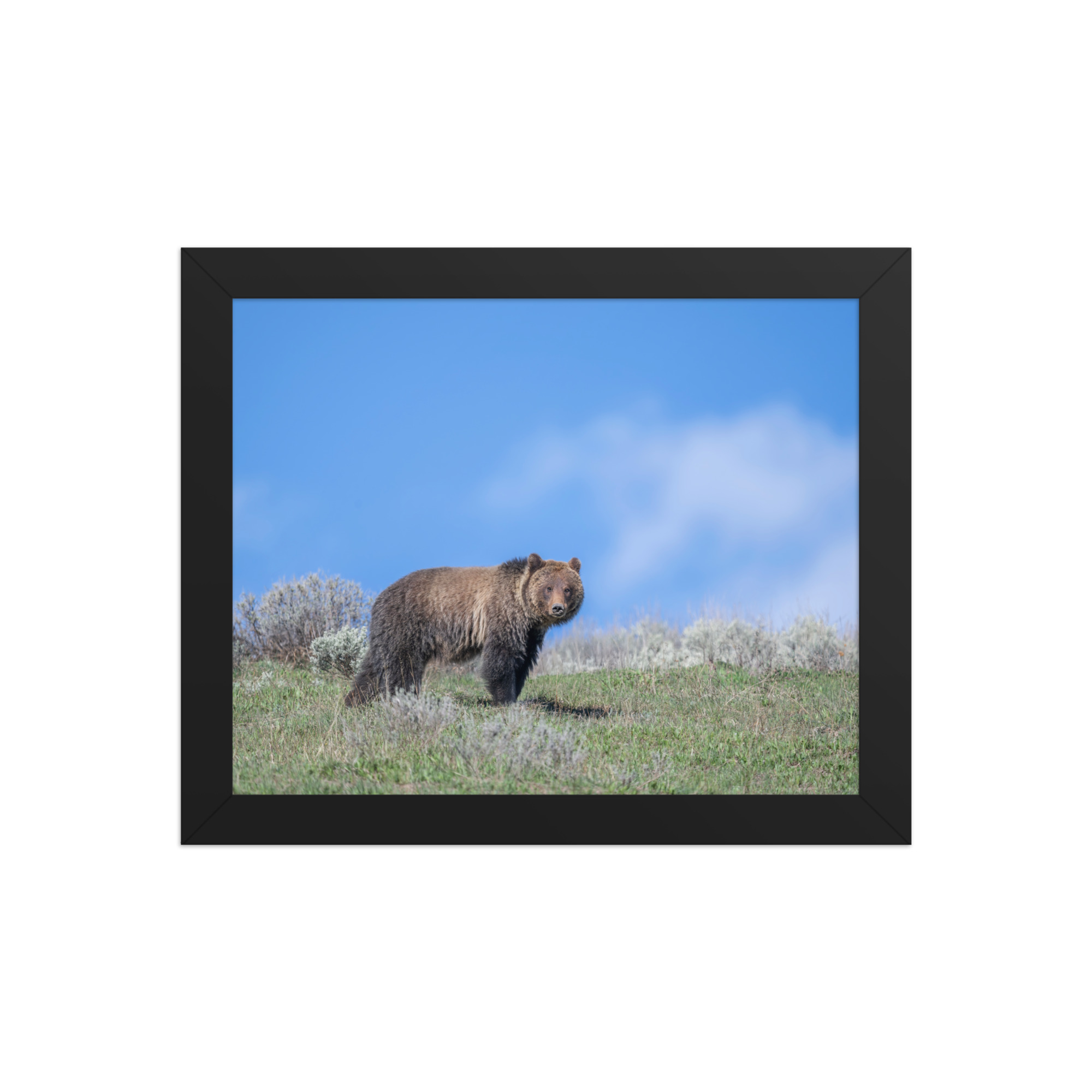 Gentle Brown Eyes in a Blue Sky! Framed photo paper poster - Image 2