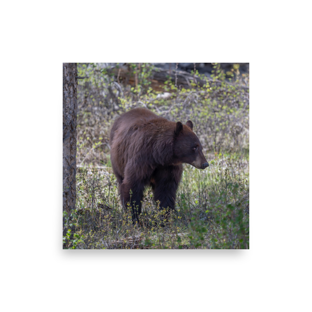Cinnamon bear! Photo paper poster - Image 4