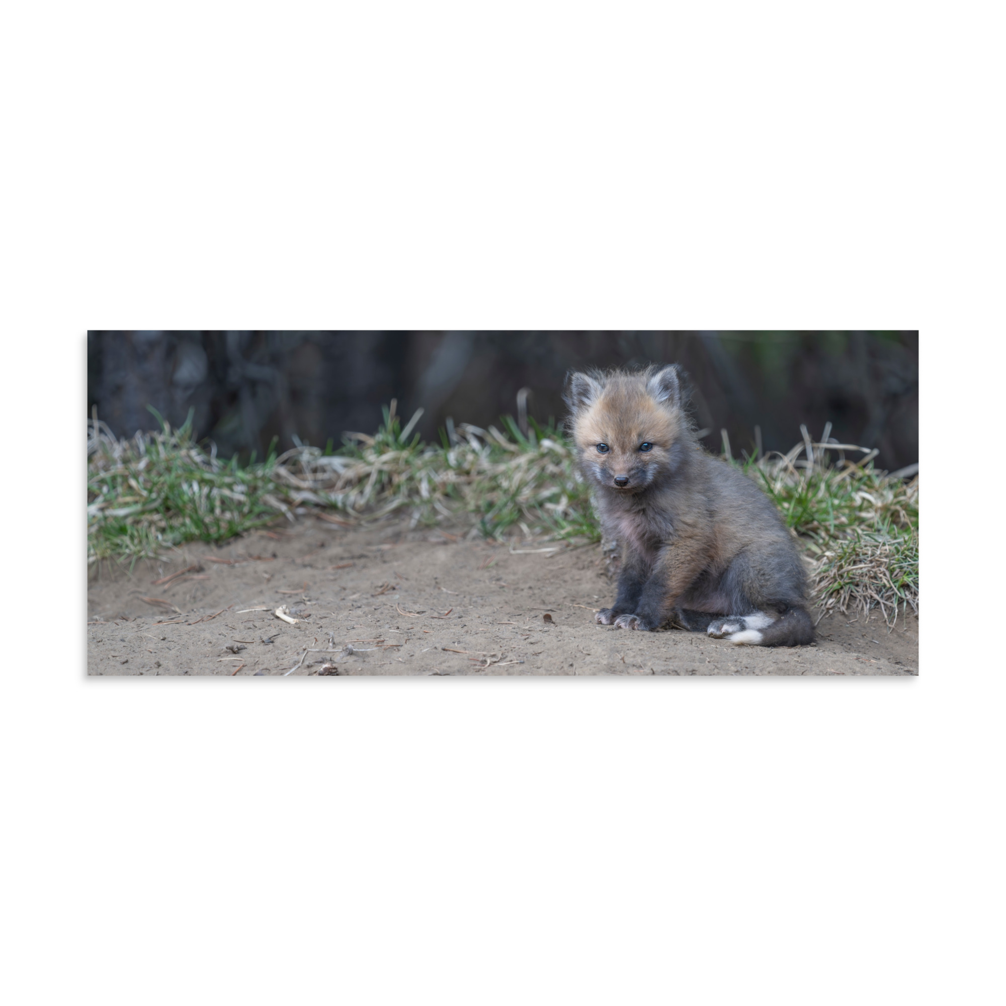 Baby Fox! Photo paper poster - Image 4