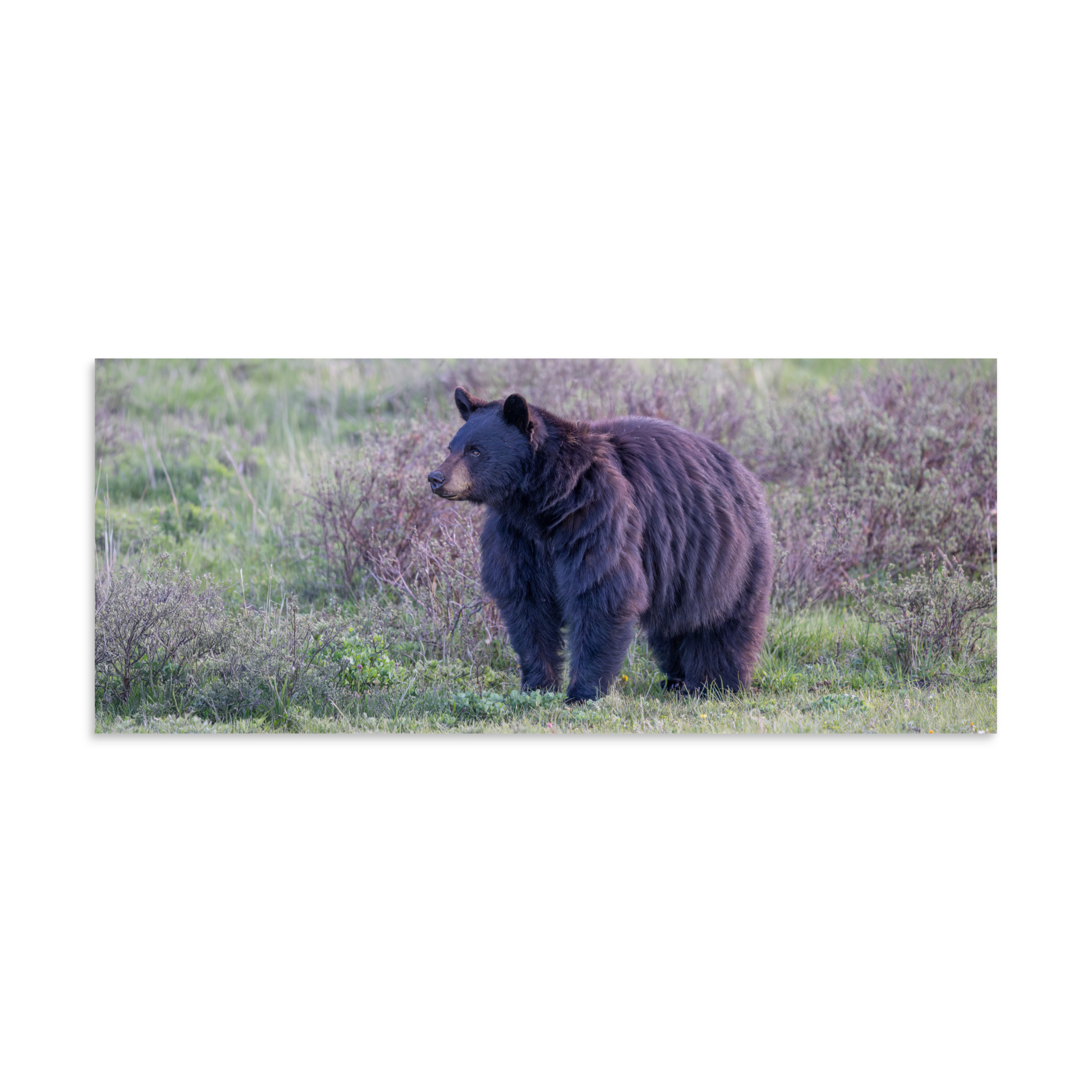 American black bear! Photo paper poster - Image 4