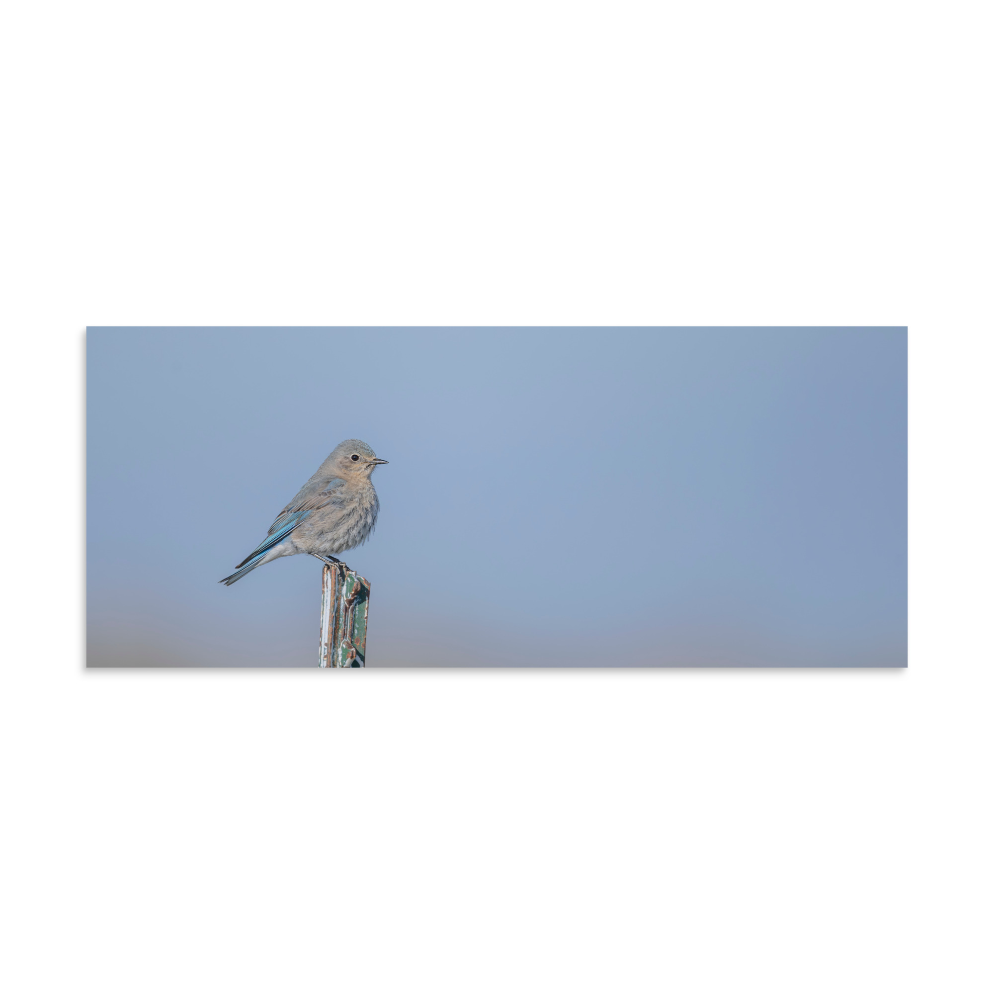 Female Mountain Bluebird! Photo paper poster - Image 4