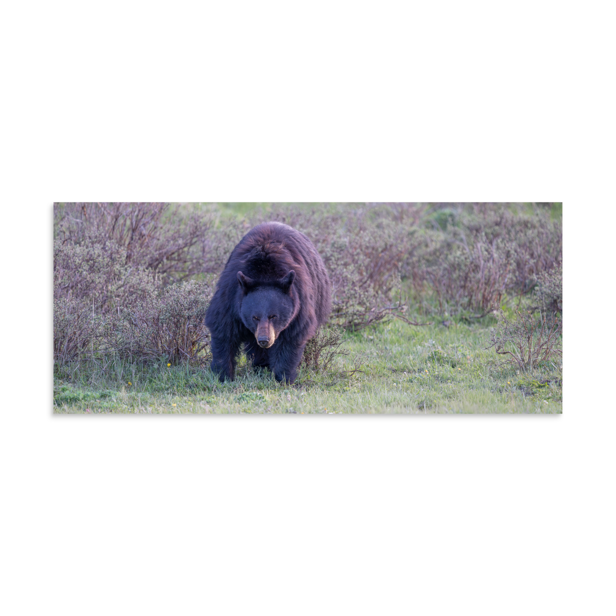 American black bear! Photo paper poster - Image 4