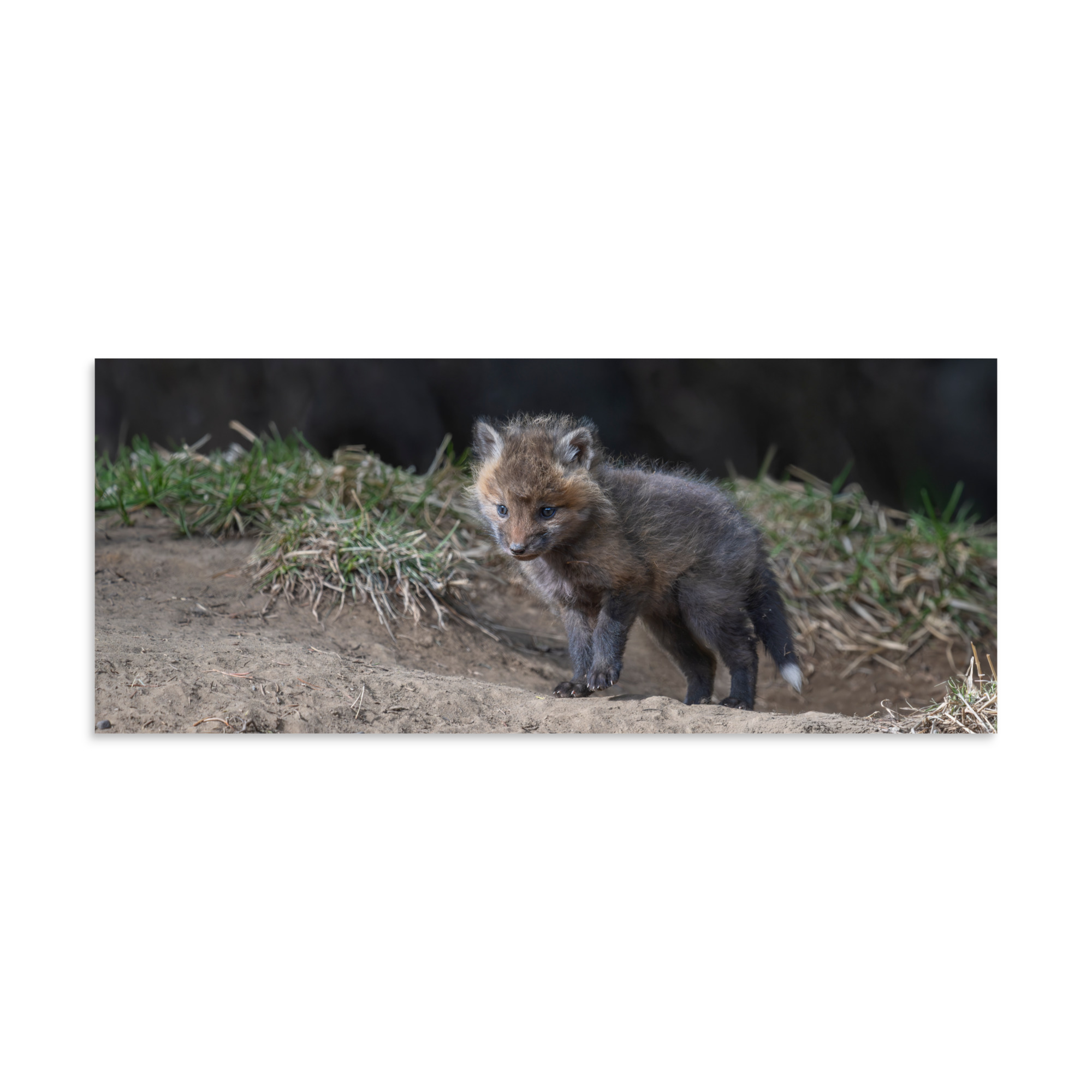 Curious Fox Cub! Photo paper poster - Image 4