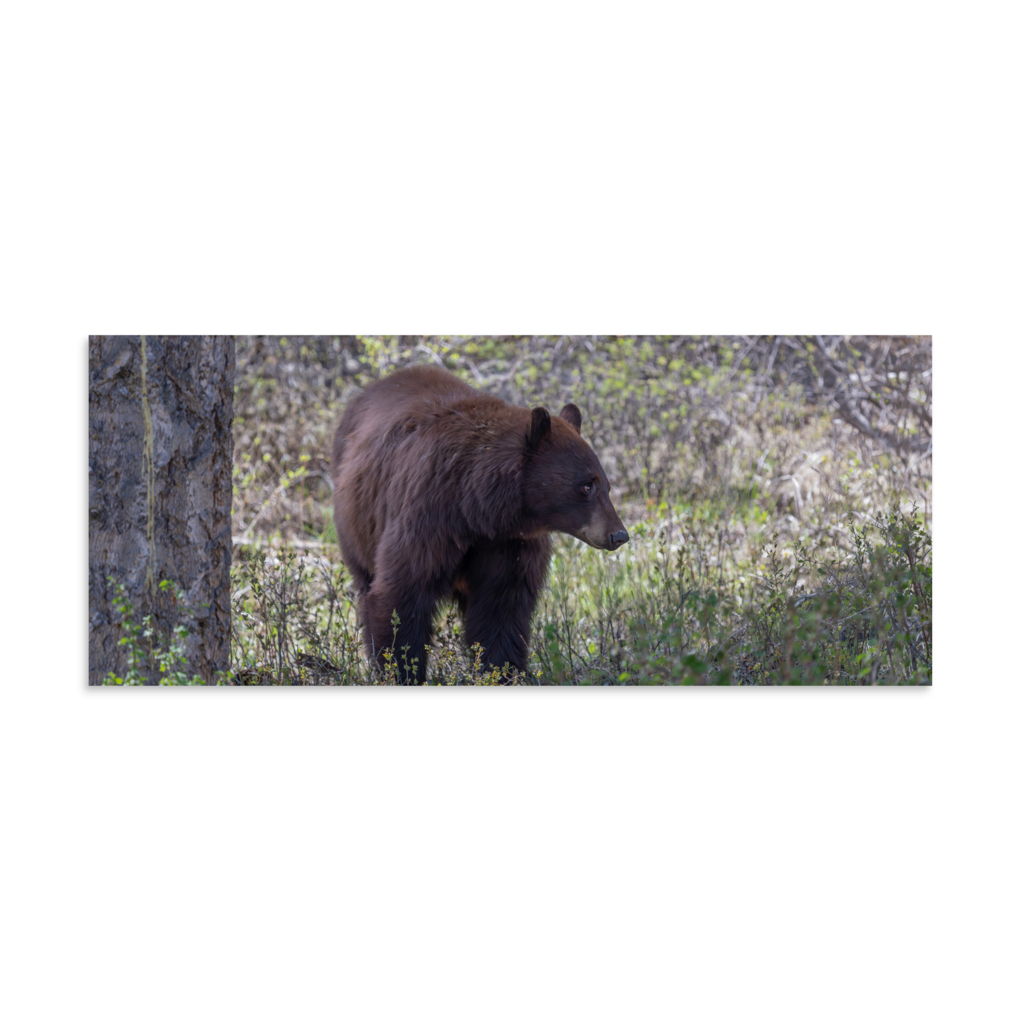 Cinnamon bear! Photo paper poster - Image 5