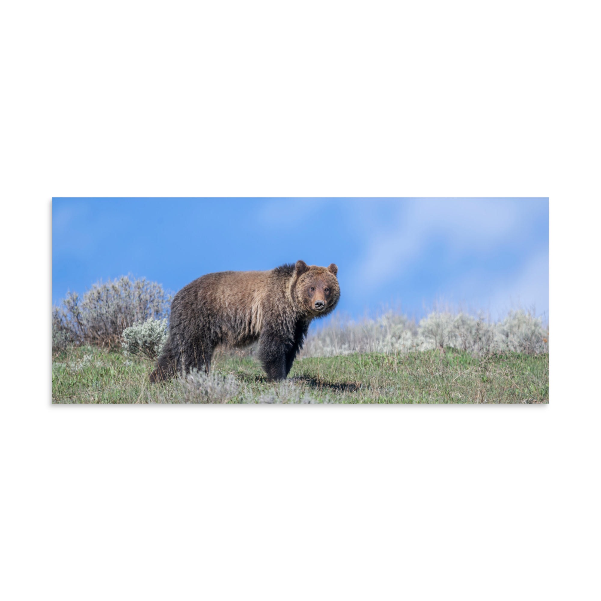 Gentle Brown Eyes in a Blue Sky! Photo paper poster - Image 5