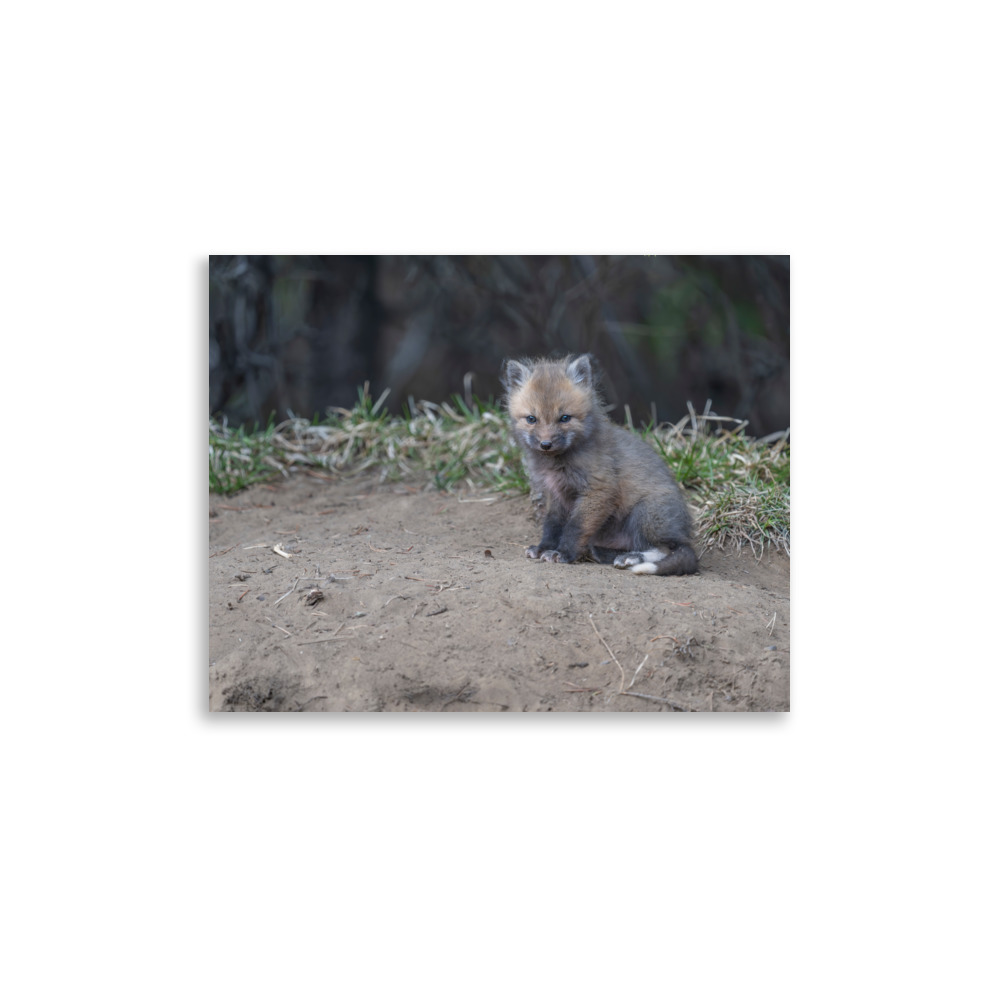 Baby Fox! Photo paper poster - Image 5