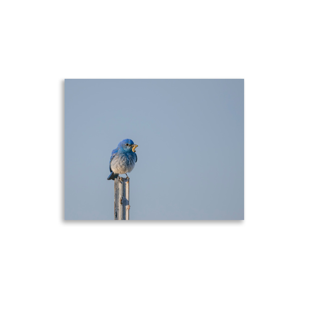 Mountain Blue Bird with food! Photo paper poster - Image 5