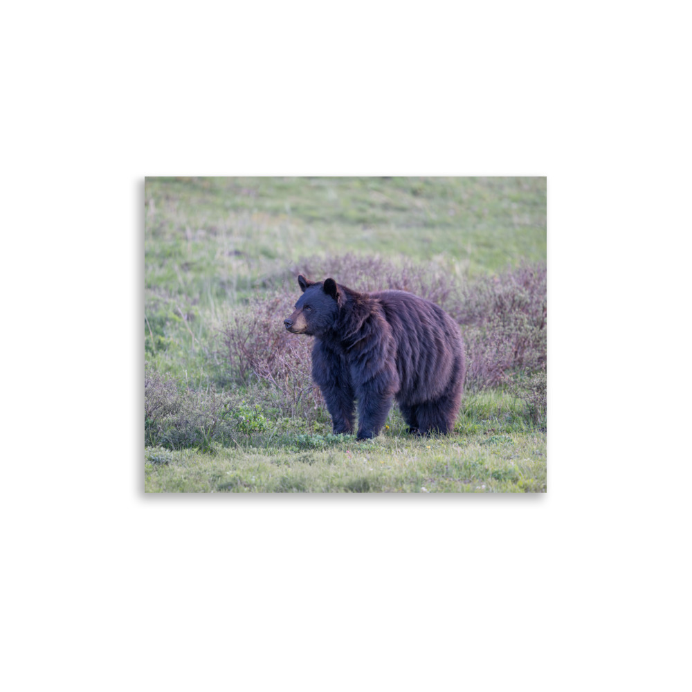 American black bear! Photo paper poster - Image 5