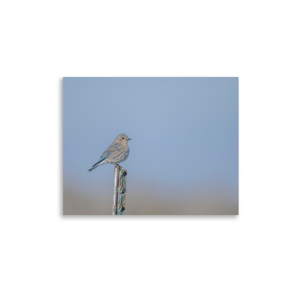 Female Mountain Bluebird! Photo paper poster - Image 5