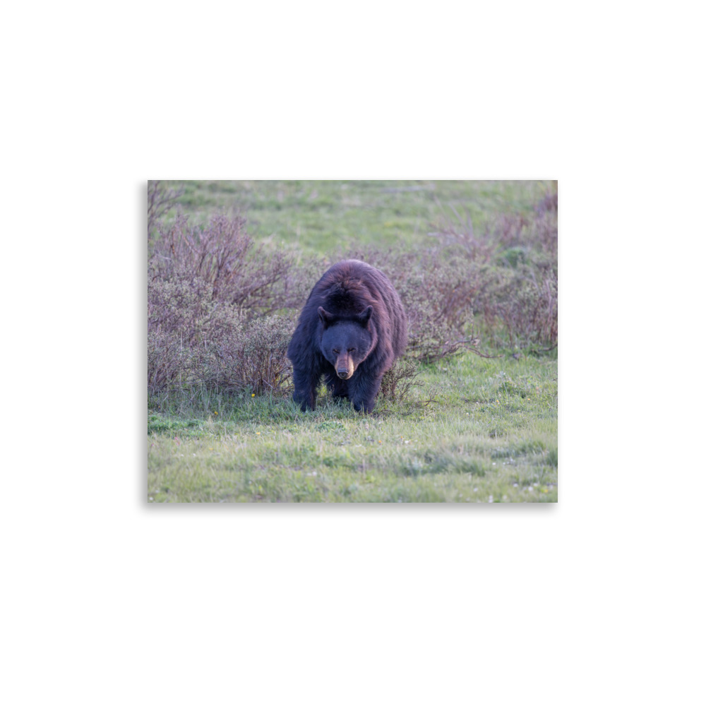 American black bear! Photo paper poster - Image 5
