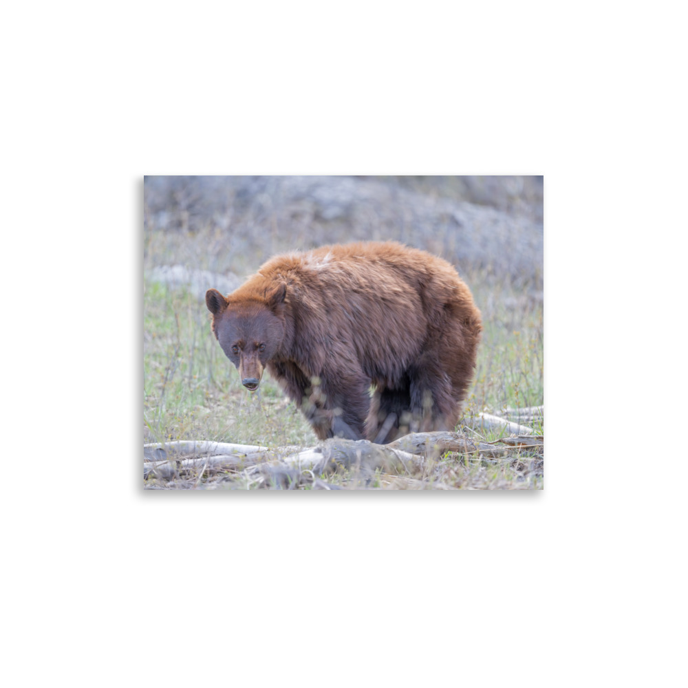 Cinnamon bear! Photo paper poster - Image 5