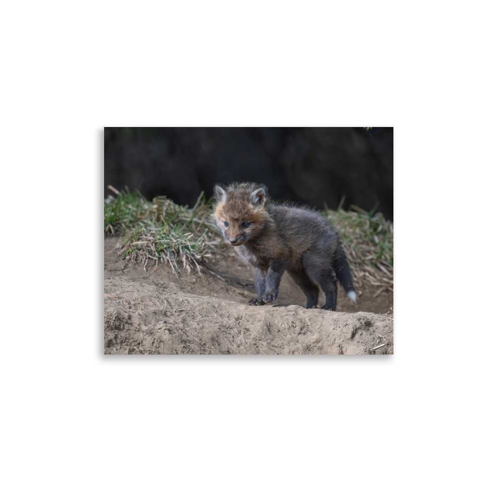 Curious Fox Cub! Photo paper poster - Image 5
