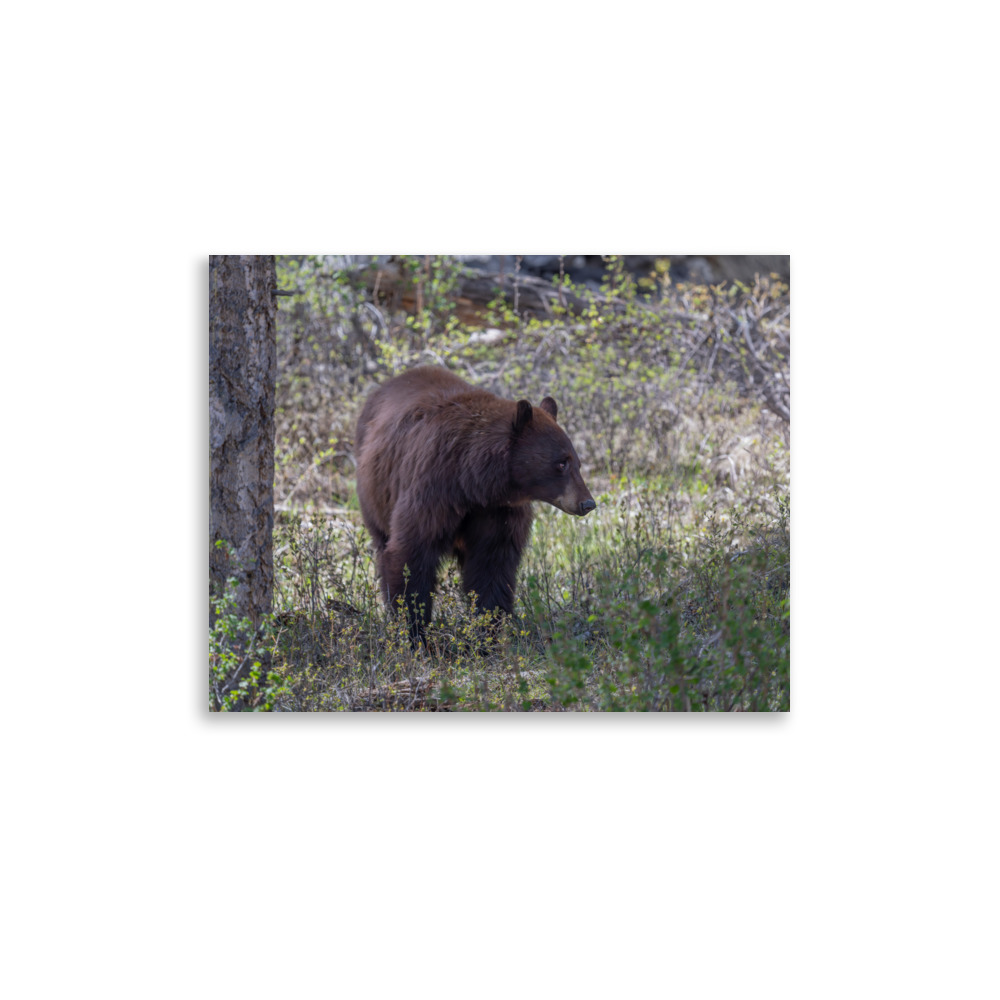 Cinnamon bear! Photo paper poster - Image 6