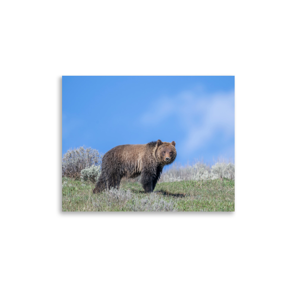 Gentle Brown Eyes in a Blue Sky! Photo paper poster - Image 6