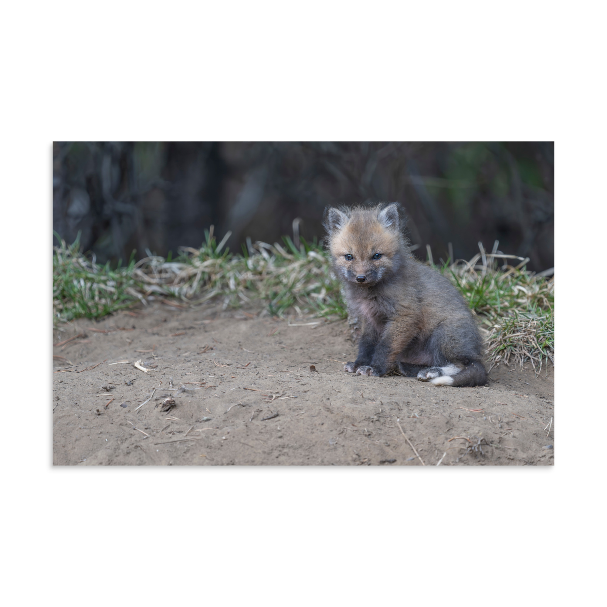 Baby Fox! Photo paper poster - Image 6